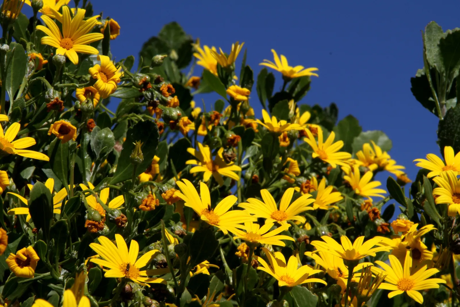 Euryops (Euryops Pectinatus) — making it low maintenance and a reliable performer in the landscape; drought-tolerant once established