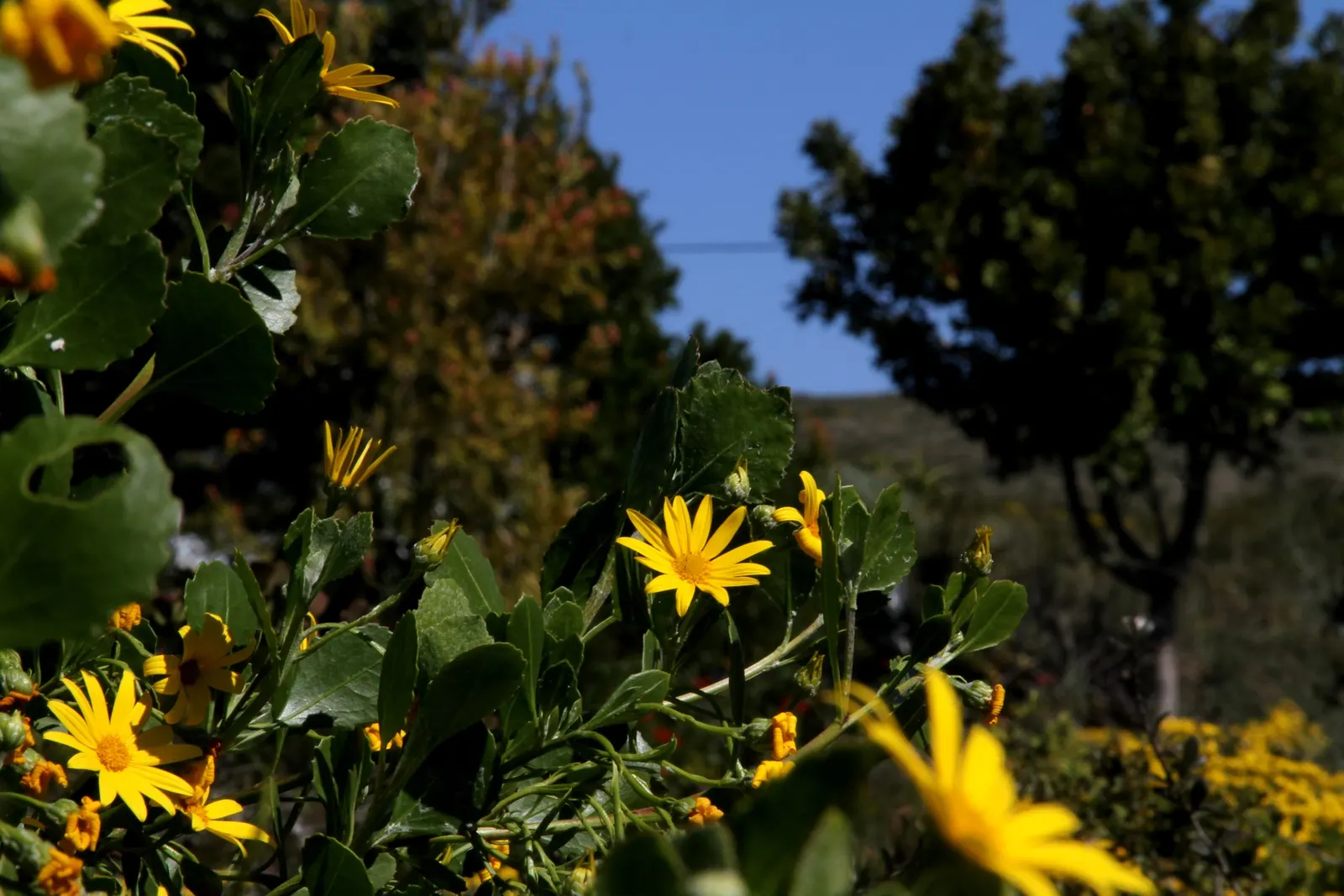 Euryops (Euryops Pectinatus) — yellow flowers in the garden; euryops offers year-round visual interest with its glossy