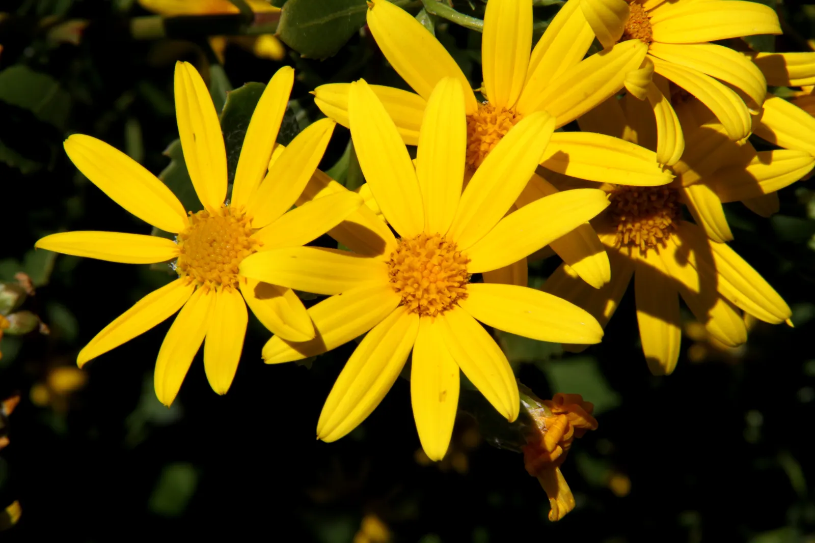 Euryops (Euryops Pectinatus) — When informing clients about the Golden Daisy Bush; dark green foliage and profusion of bright yellow daisy-like flowers