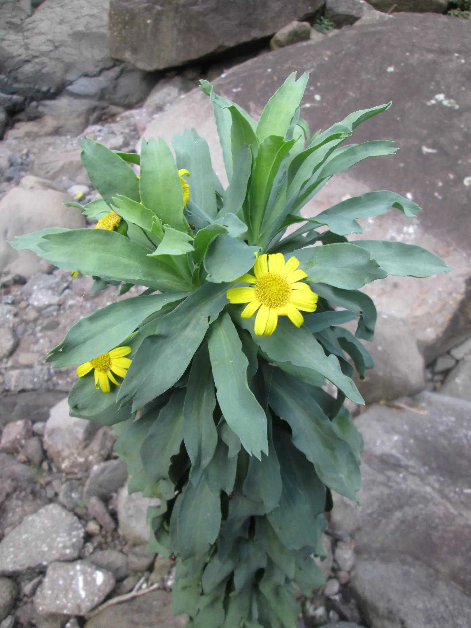Euryops (Euryops Pectinatus) — it requires minimal water; preferring full sun exposure to promote optimal blooming throughout the year, image 65