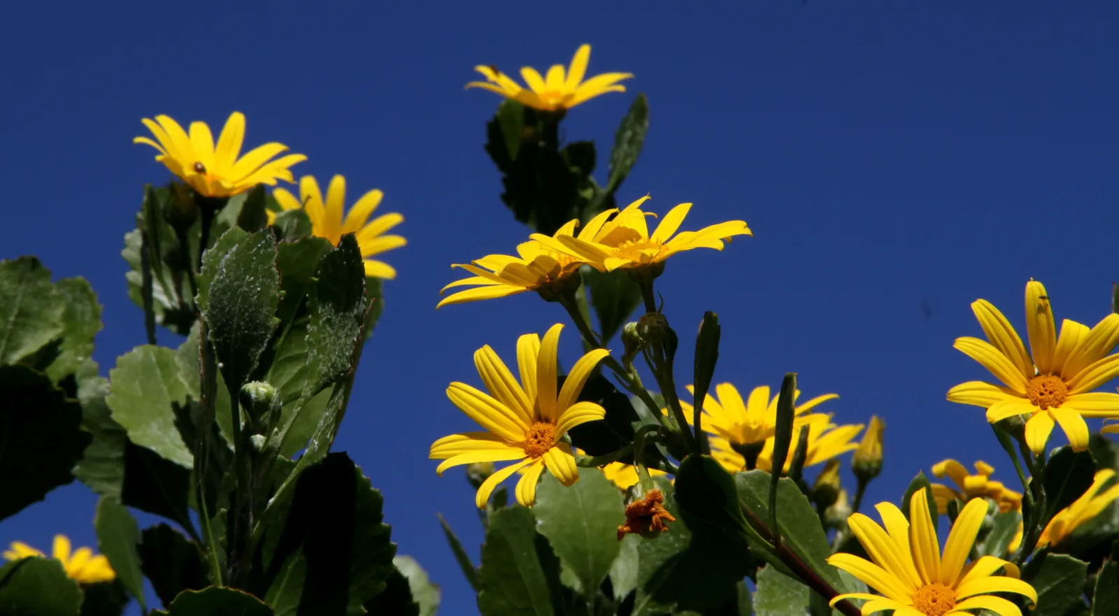 Euryops (Euryops Pectinatus) — commonly known as Golden Daisy Bush; daisy-like flowers blooming mostly in winter and spring, image 59