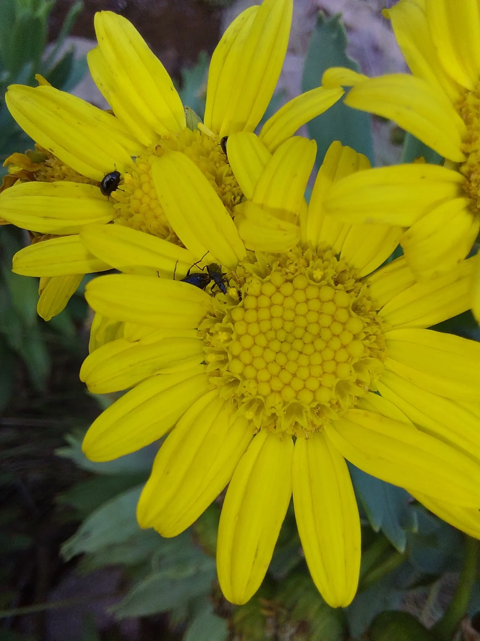 Euryops (Euryops Pectinatus) — daisy-like flowers blooming mostly in winter and spring; and ability to attract pollinators, image 62