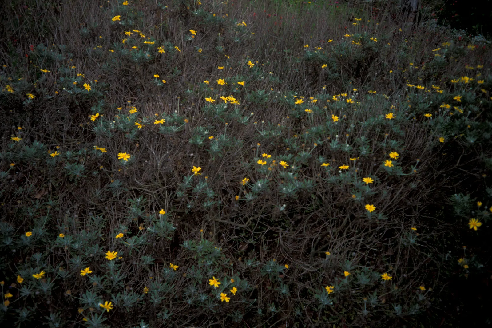 Euryops (Euryops Pectinatus) — emphasize its cheerful demeanor