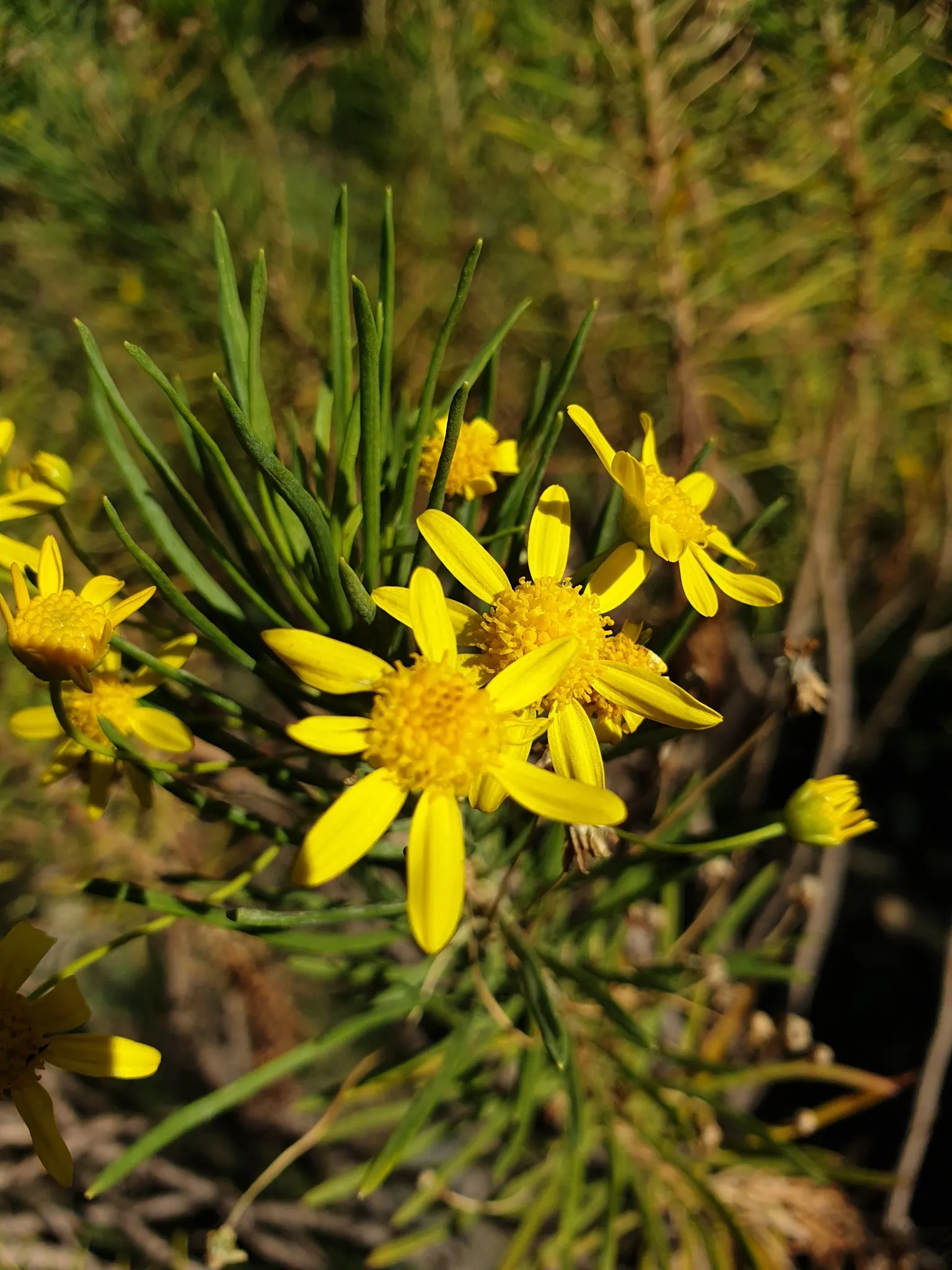 Euryops (Euryops Pectinatus) — making it an excellent choice for borders, image 44
