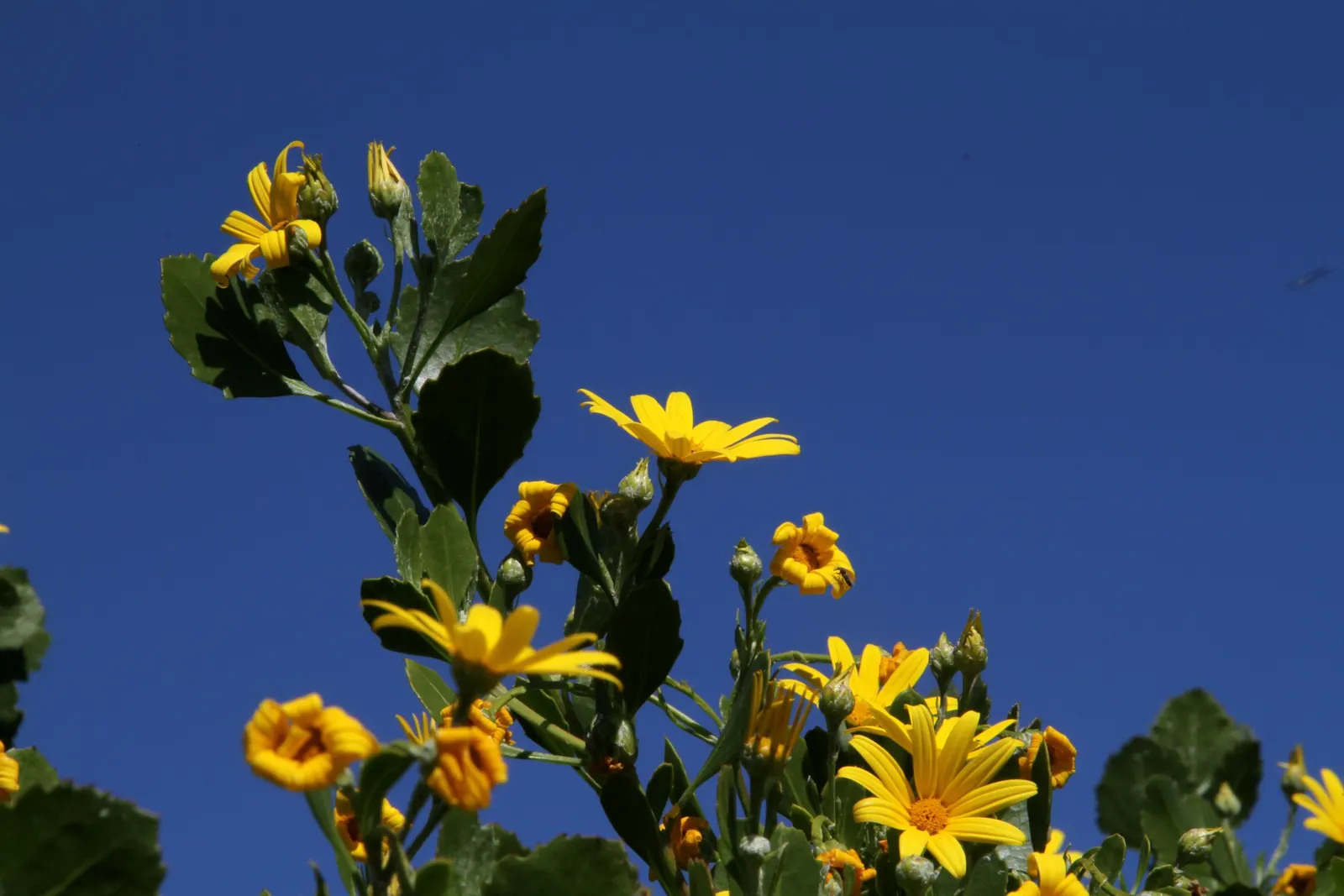 Euryops (Euryops Pectinatus) — adding ecological value and aesthetic appeal to their garden; thriving in USDA zones 8-11, it prefers full sun and well-drained