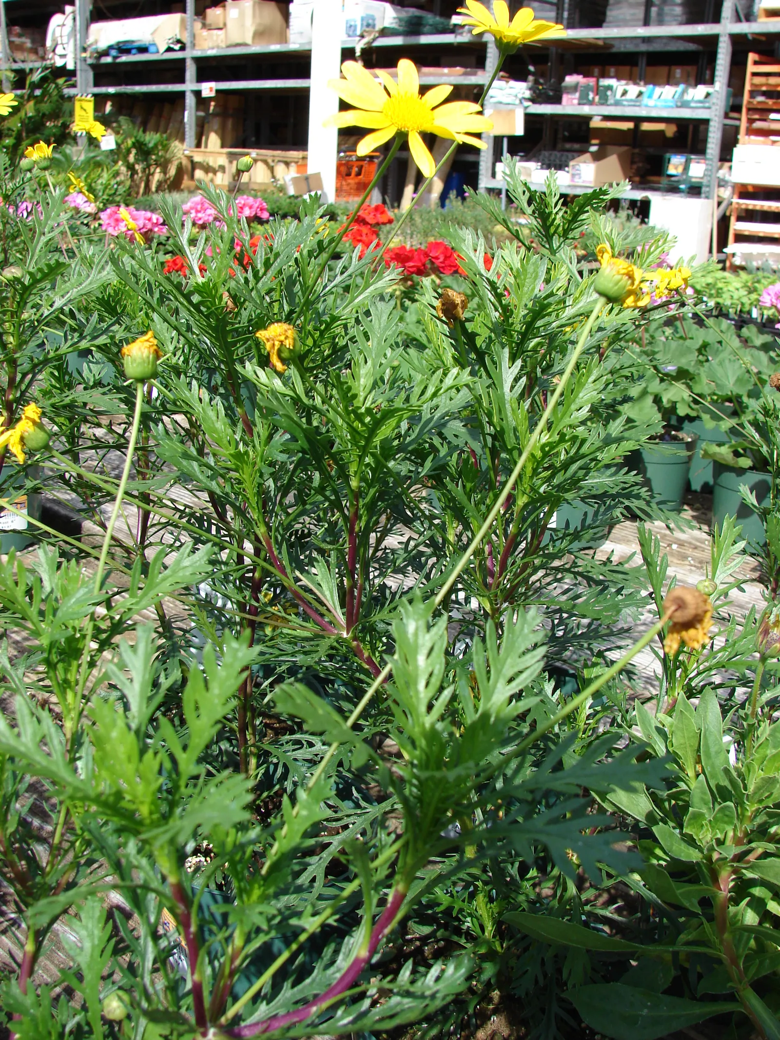 Euryops (Euryops Pectinatus) — Euryops is well-suited to a variety of soil types; this robust plant typically reaches a height and spread of 4 to 5 feet