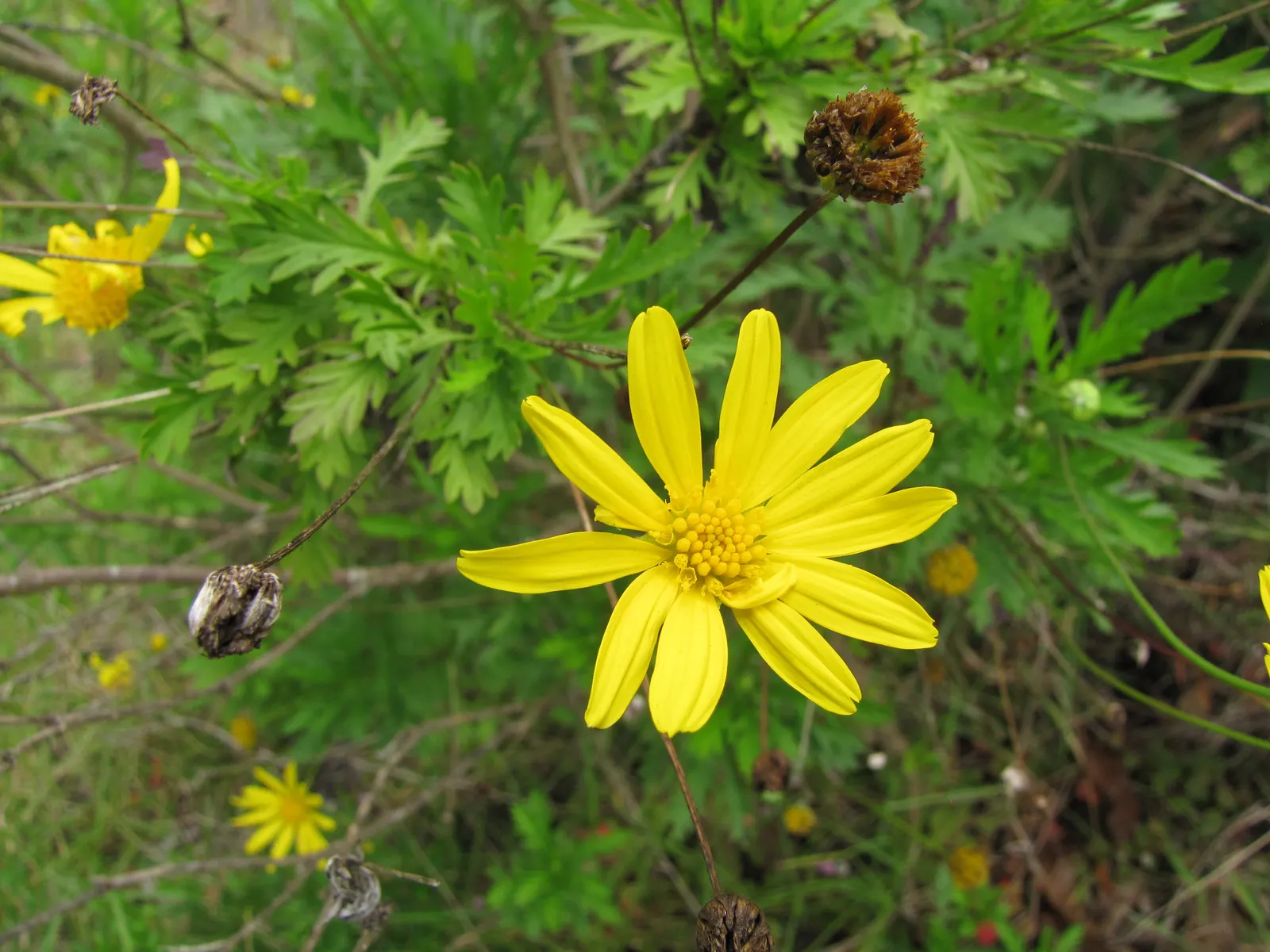 Euryops (Euryops Pectinatus) — dark green foliage and profusion of bright yellow daisy-like flowers; commonly known as Golden Daisy Bush, image 71