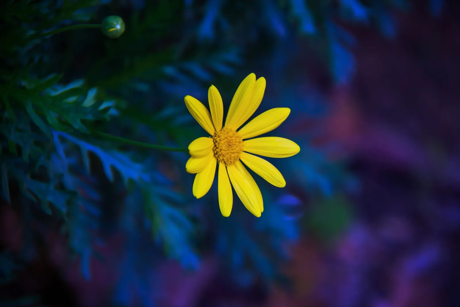Euryops (Euryops Pectinatus) — Euryops offers year-round visual interest with its glossy; when informing clients about the Golden Daisy Bush