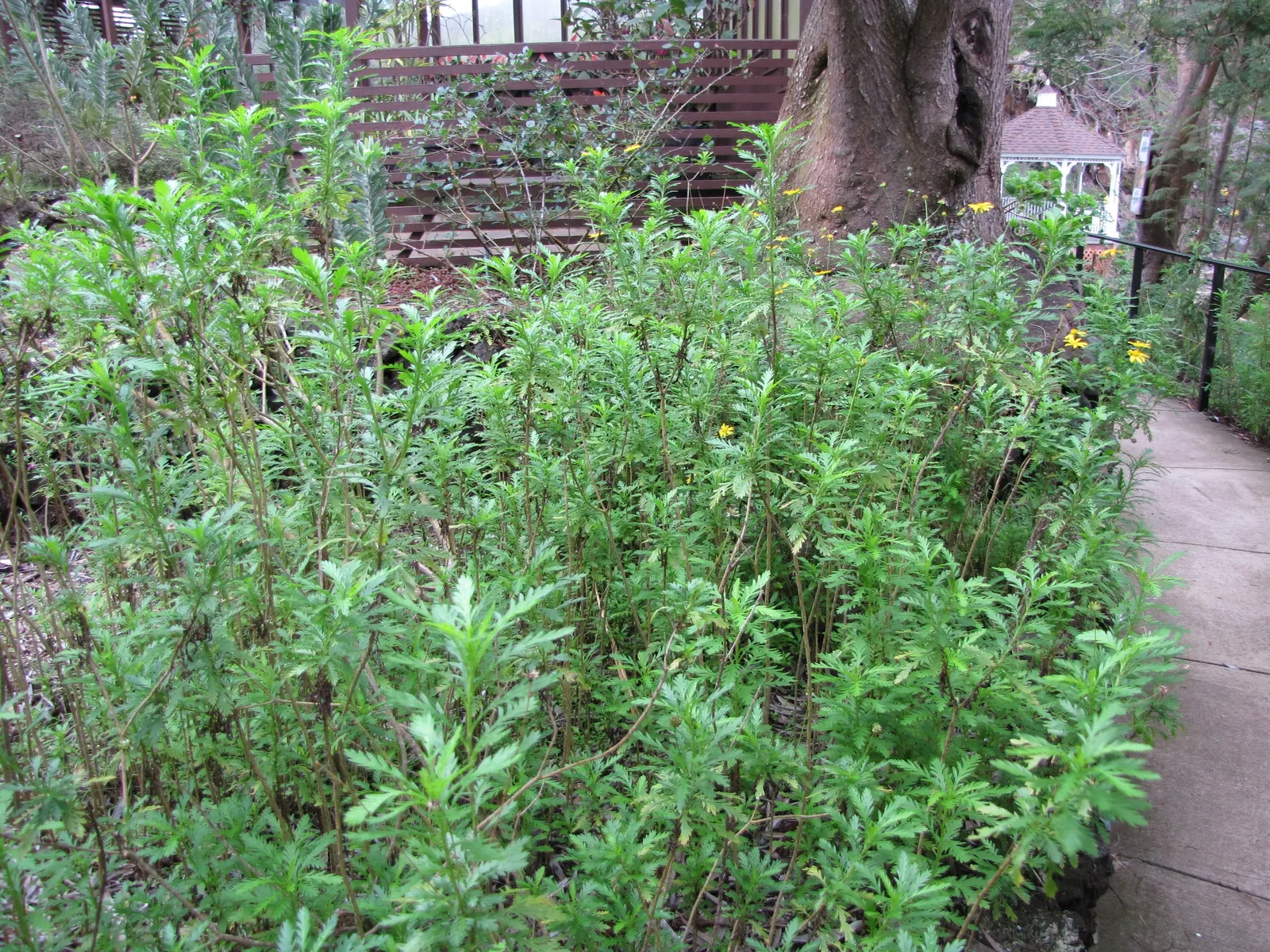 Euryops (Euryops Pectinatus) — is a vibrant and hardy evergreen shrub native to South Africa; commonly known as the Golden Daisy Bush or Euryops, image 68
