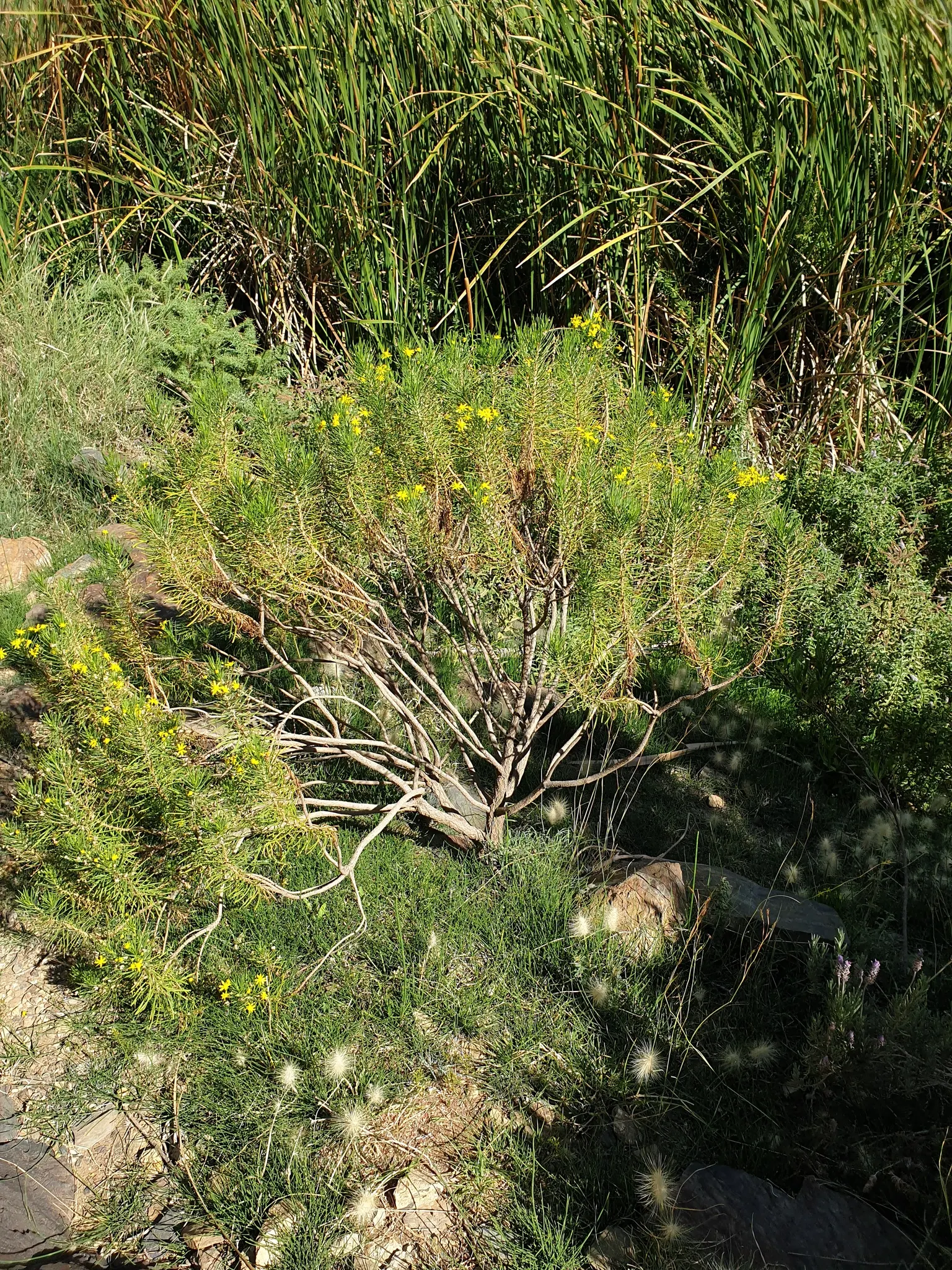 Euryops (Euryops Pectinatus) — dark green foliage and profusion of bright yellow daisy-like flowers; commonly known as Golden Daisy Bush