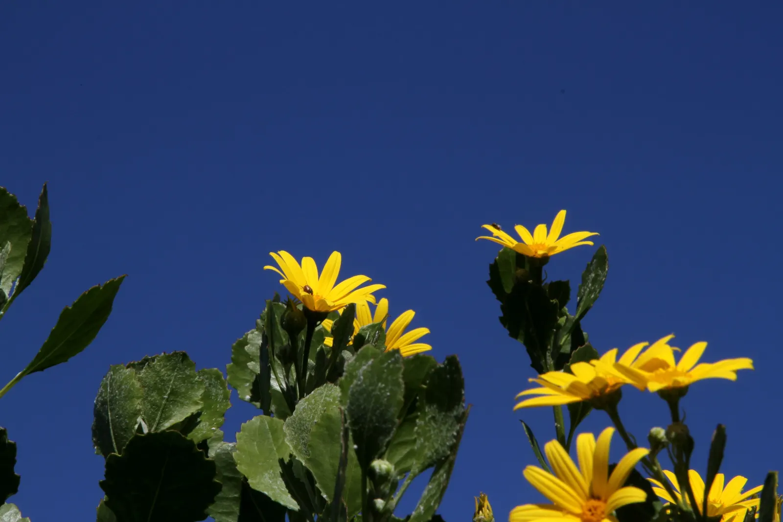 Euryops (Euryops Pectinatus) — emphasize its cheerful demeanor; though it flourishes best in well-drained soil