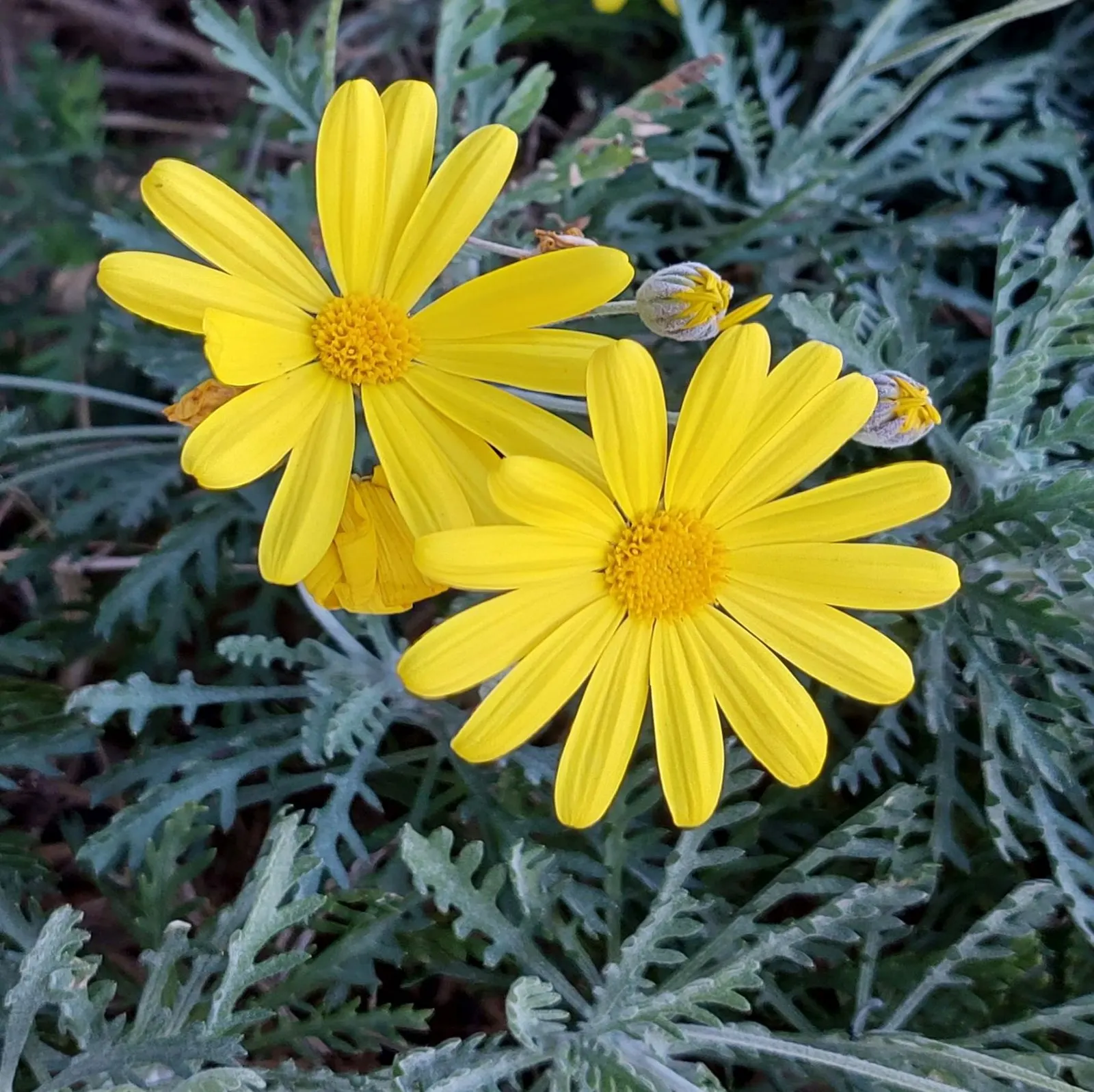 Euryops (Euryops Pectinatus) — with a peak flowering season from late winter through spring; it requires minimal water, image 105