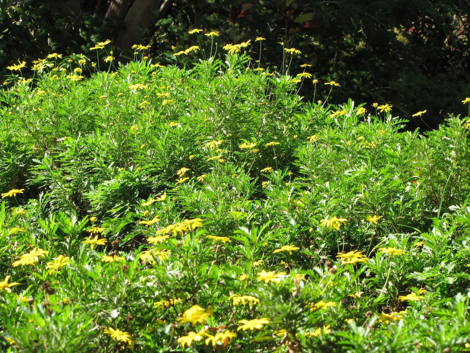 Euryops (Euryops Pectinatus) — Euryops is well-suited to a variety of soil types; this robust plant typically reaches a height and spread of 4 to 5, image 77