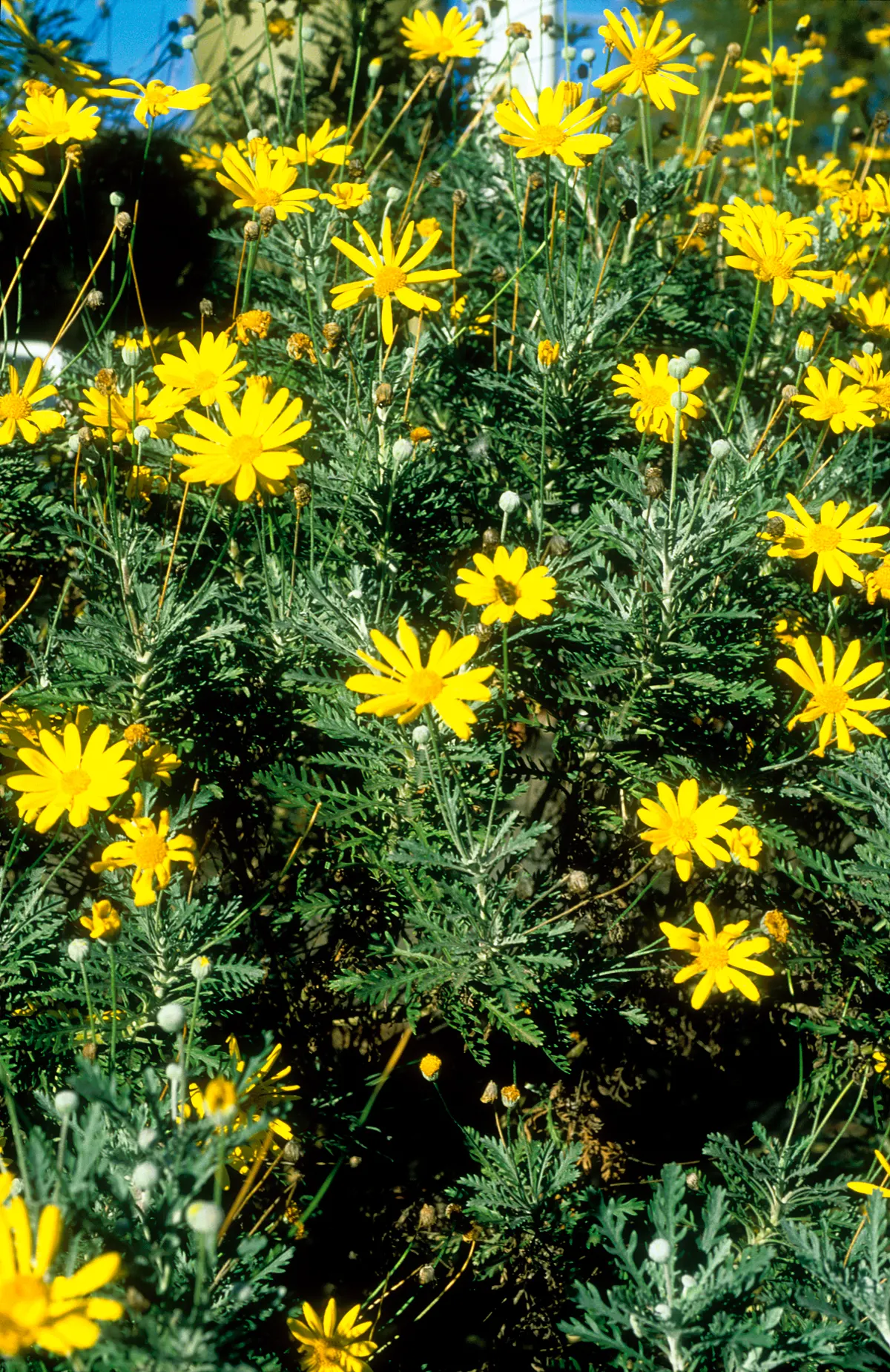 Euryops (Euryops Pectinatus) — or as a cheerful specimen plant.<br><br>The Golden Daisy Bush thrives in USDA hardiness zones 8 to 11; making it low, image 103