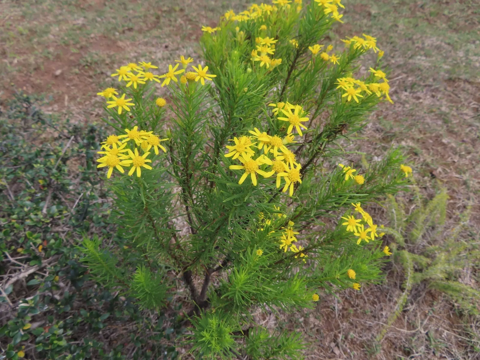 Euryops (Euryops Pectinatus) — As an essential addition to any landscape design; or as a cheerful specimen plant.<br><br>The Golden Daisy Bush thrives in USDA