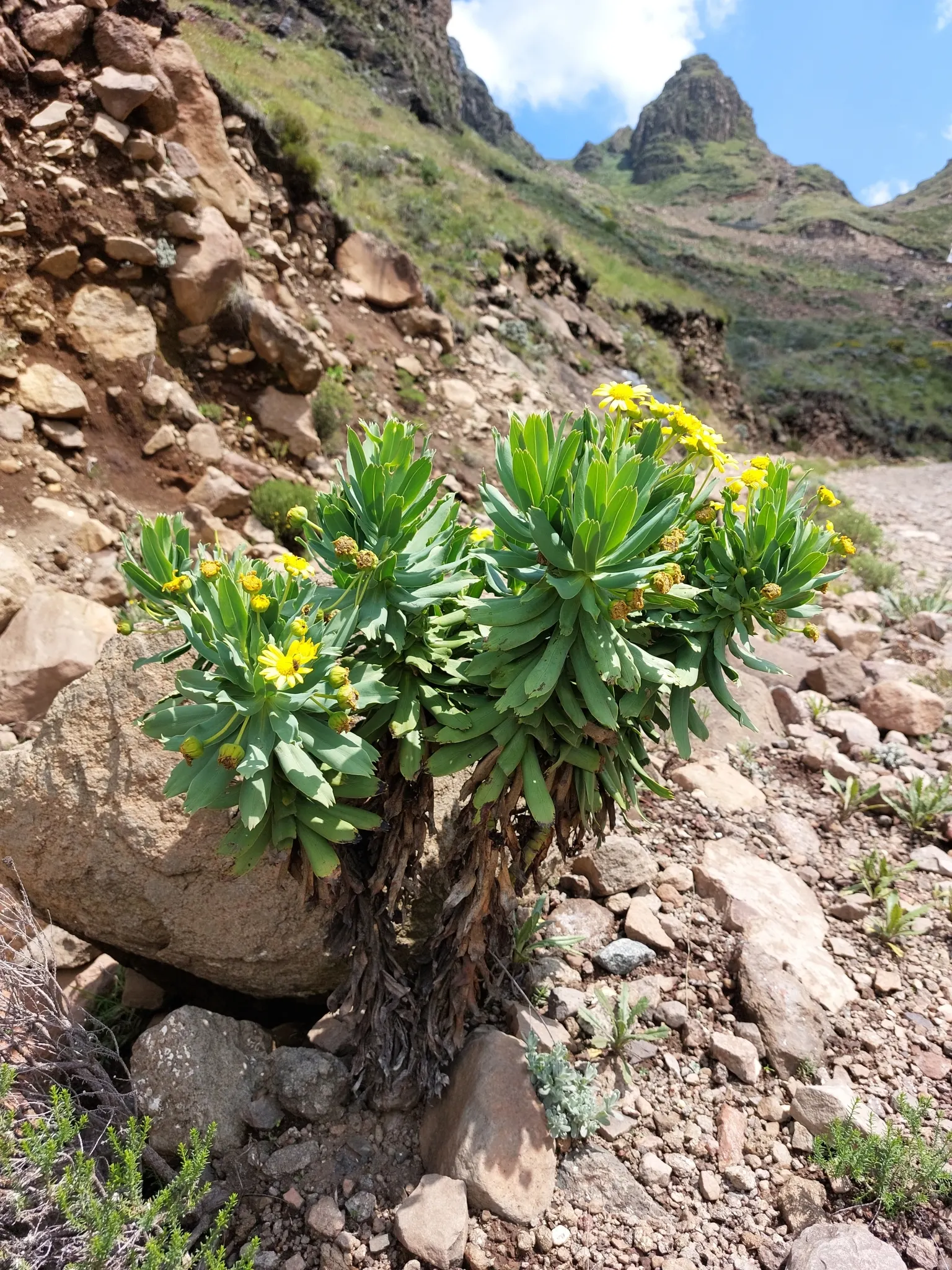 Euryops (Euryops Pectinatus) — As an essential addition to any landscape design; or as a cheerful specimen plant.<br><br>The Golden Daisy Bush, image 69