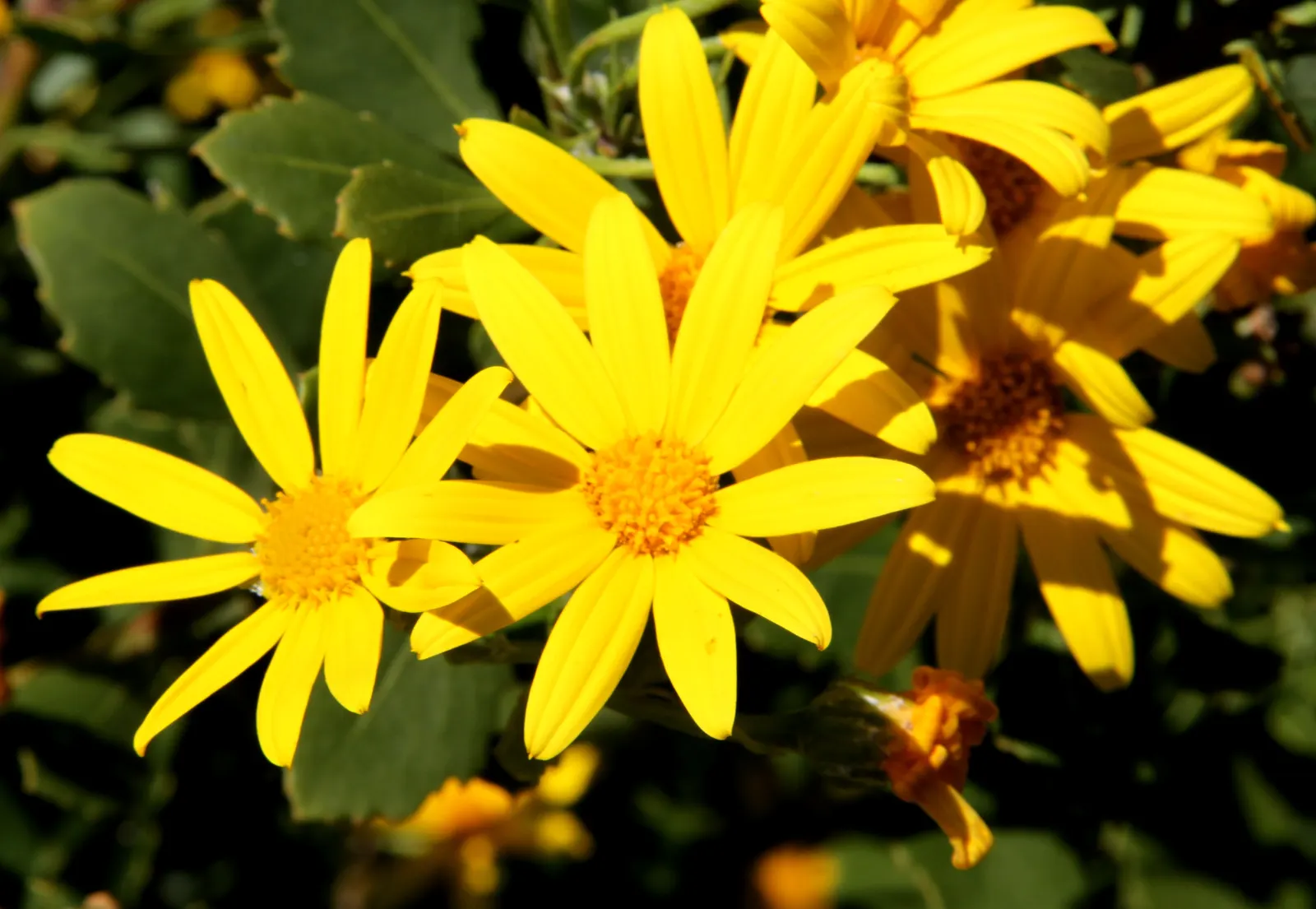 Euryops (Euryops Pectinatus) — shrub with yellow blooms; euryops is well-suited to a variety of soil types