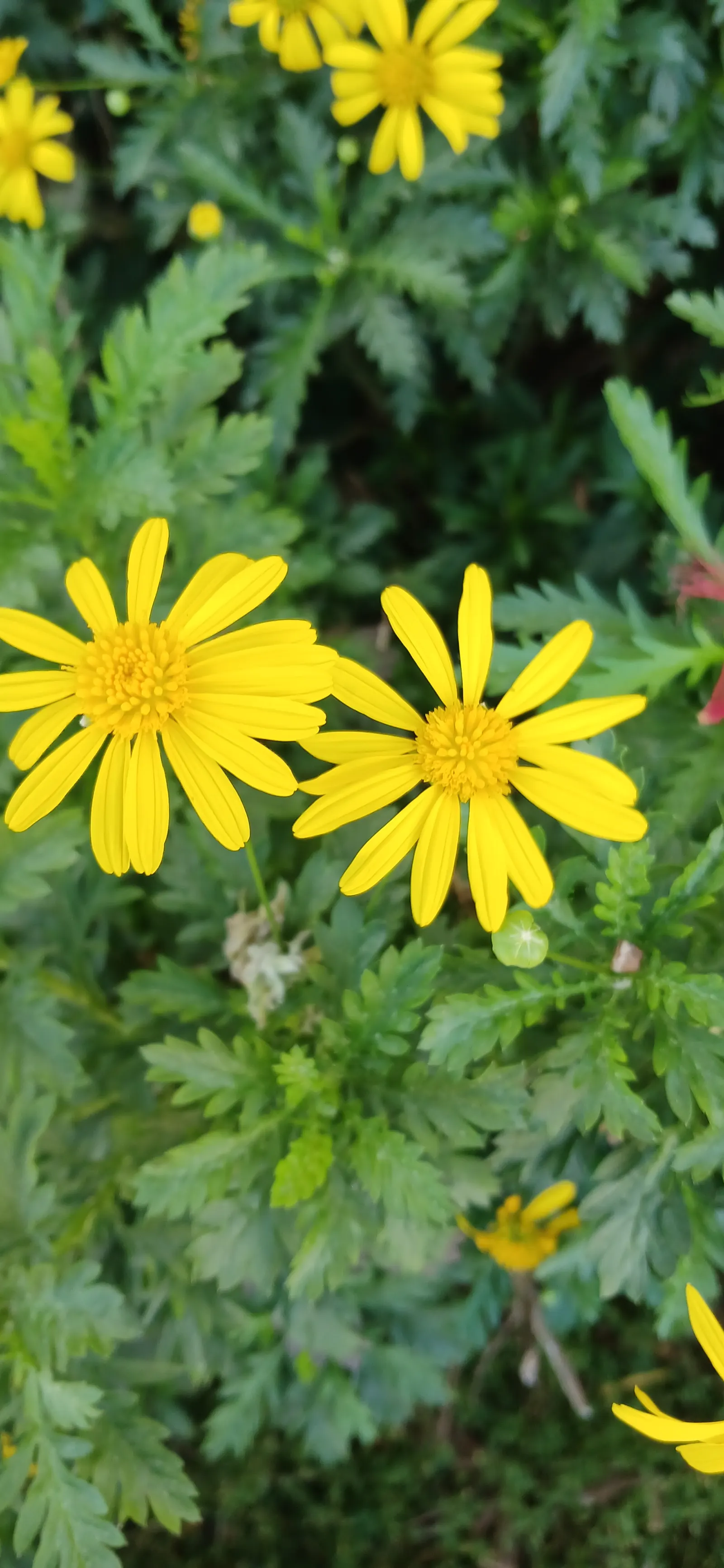 Euryops (Euryops Pectinatus) — commonly known as the Golden Daisy Bush or Euryops; is an evergreen shrub reaching up to 5 feet tall and wide