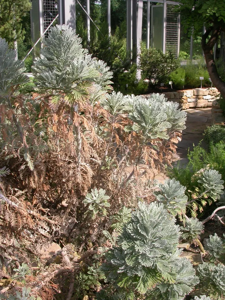Euryops (Euryops Pectinatus) — shrub for full; adding ecological value and aesthetic appeal to their garden