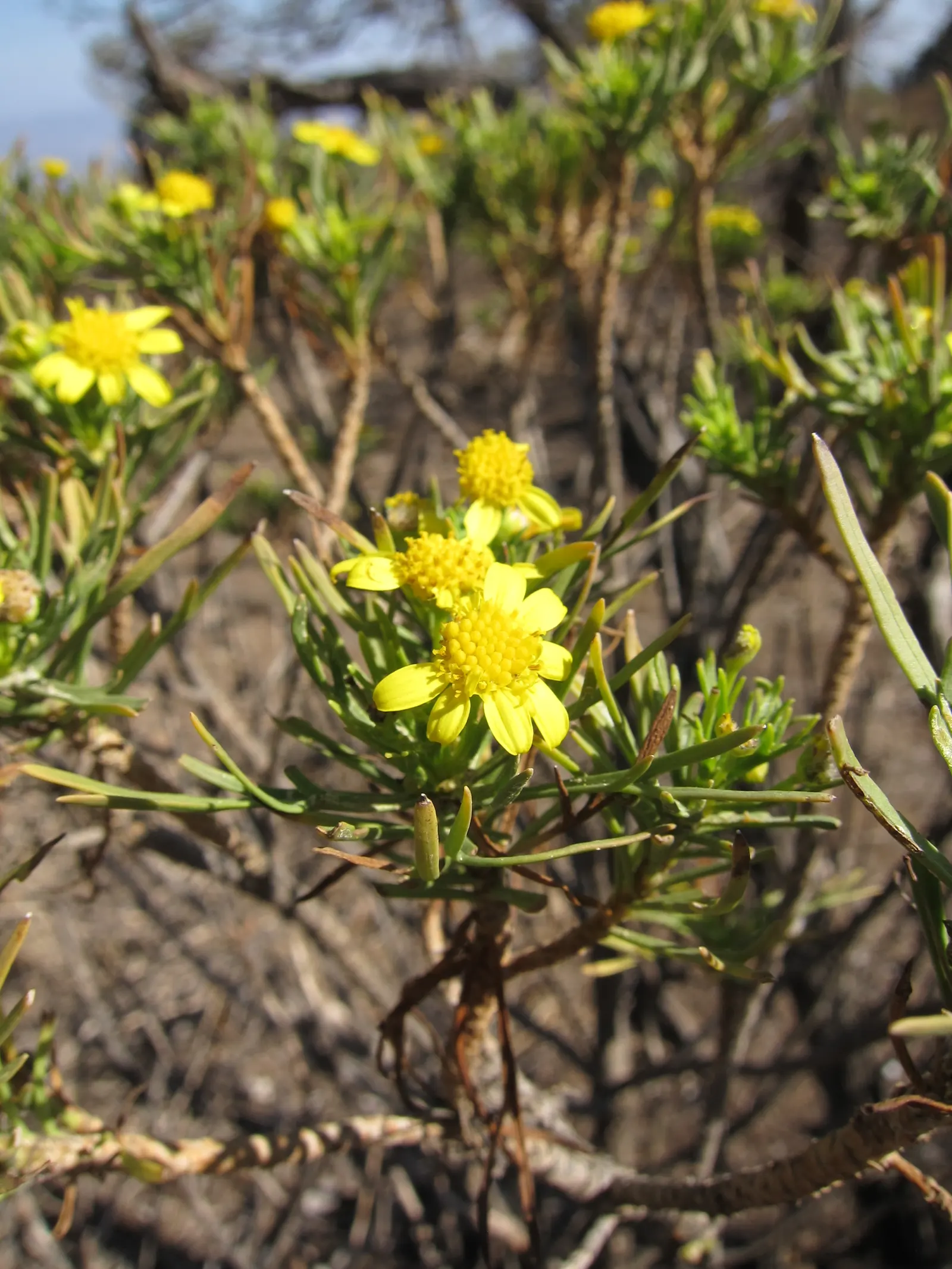 Euryops (Euryops Pectinatus) — is a vibrant and hardy evergreen shrub native to South Africa; commonly known as the Golden Daisy Bush or Euryops