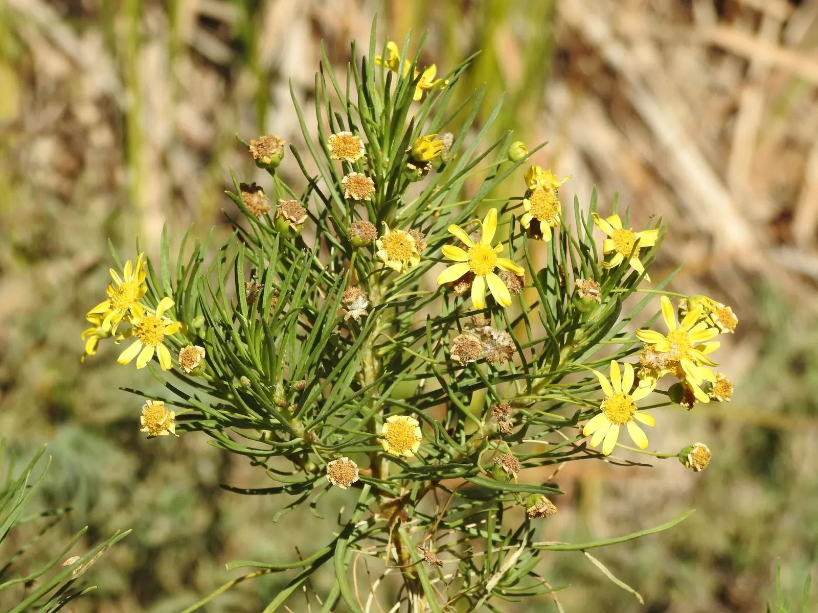 Euryops (Euryops Pectinatus) — preferring full sun exposure to promote optimal blooming throughout the year; shrub for full