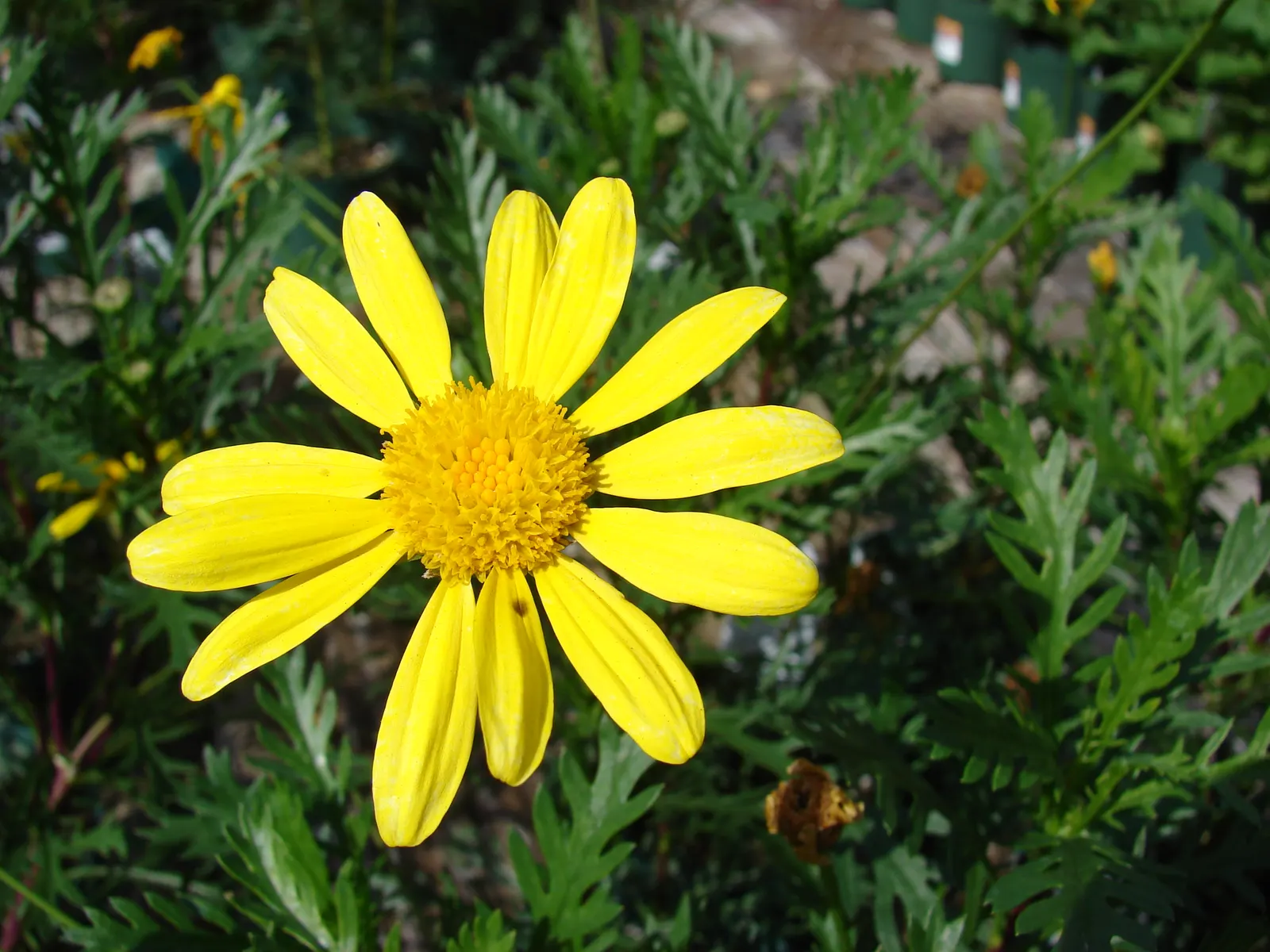 Euryops (Euryops Pectinatus) — with a peak flowering season from late winter through spring; it requires minimal water
