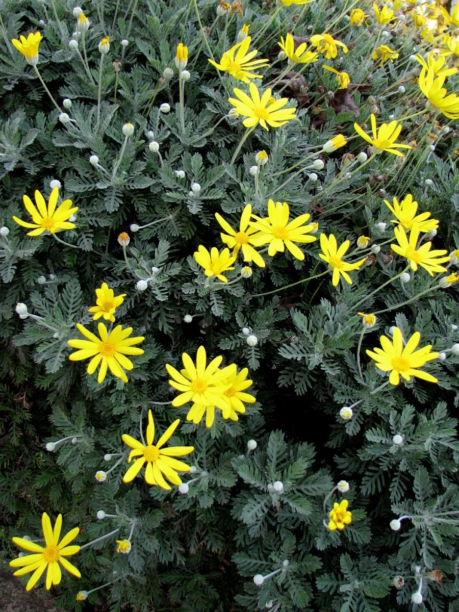Euryops (Euryops Pectinatus) — dark green foliage contrasts with bright yellow; with a peak flowering season from late winter through spring, image 61