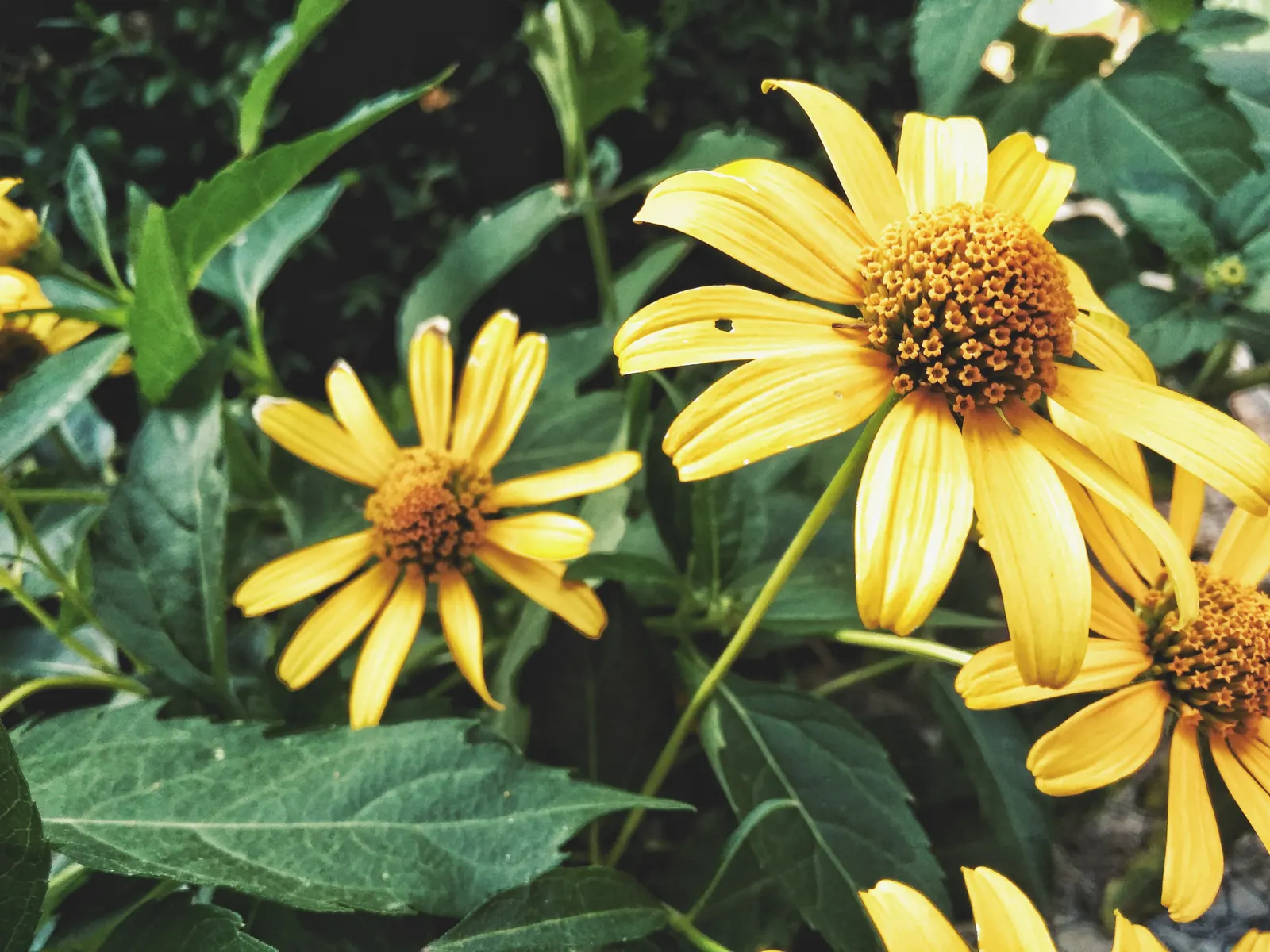 Euryops (Euryops Pectinatus) — making it ideal for water-wise landscapes and sunny borders; emphasize its cheerful demeanor, image 66