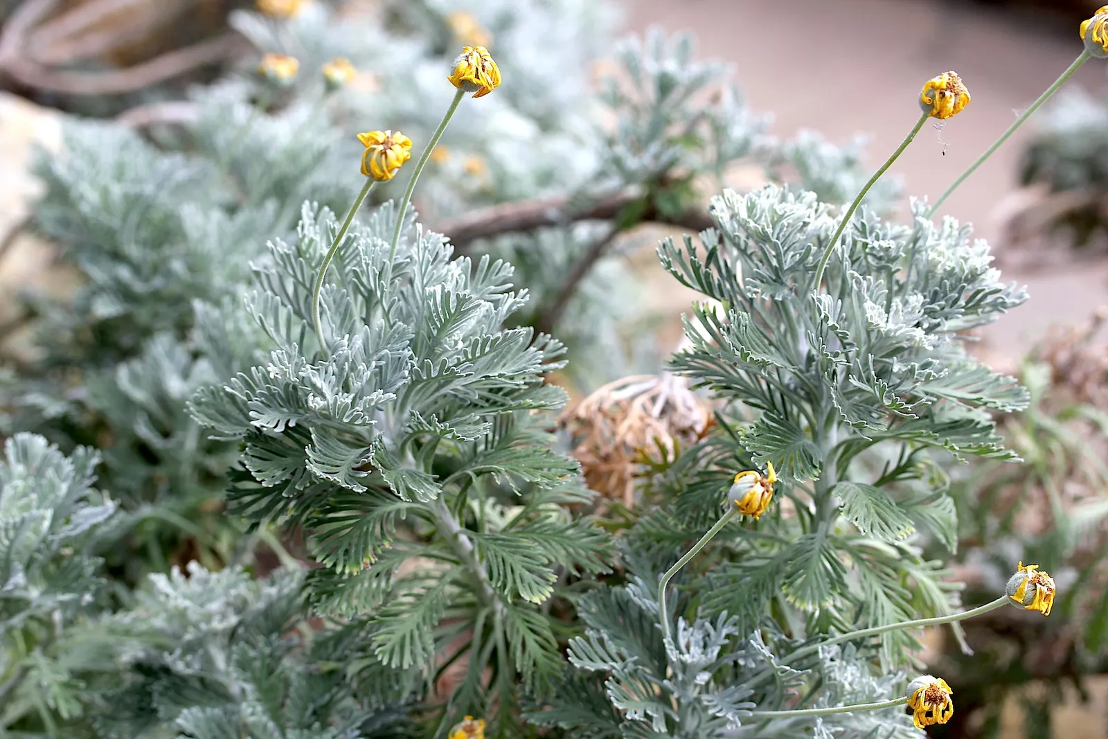 Euryops (Euryops Pectinatus) — compact growth habit and further bloom production; shrub with yellow blooms