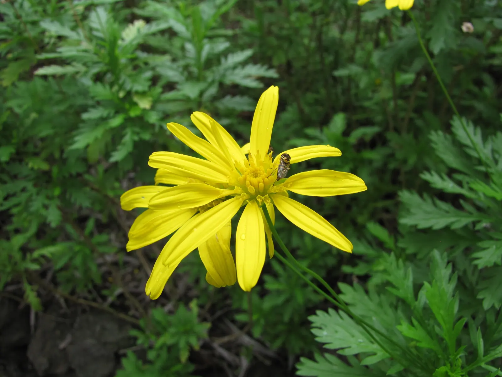 Euryops (Euryops Pectinatus) — Euryops offers year-round visual interest with its glossy; when informing clients about the Golden Daisy Bush, image 70