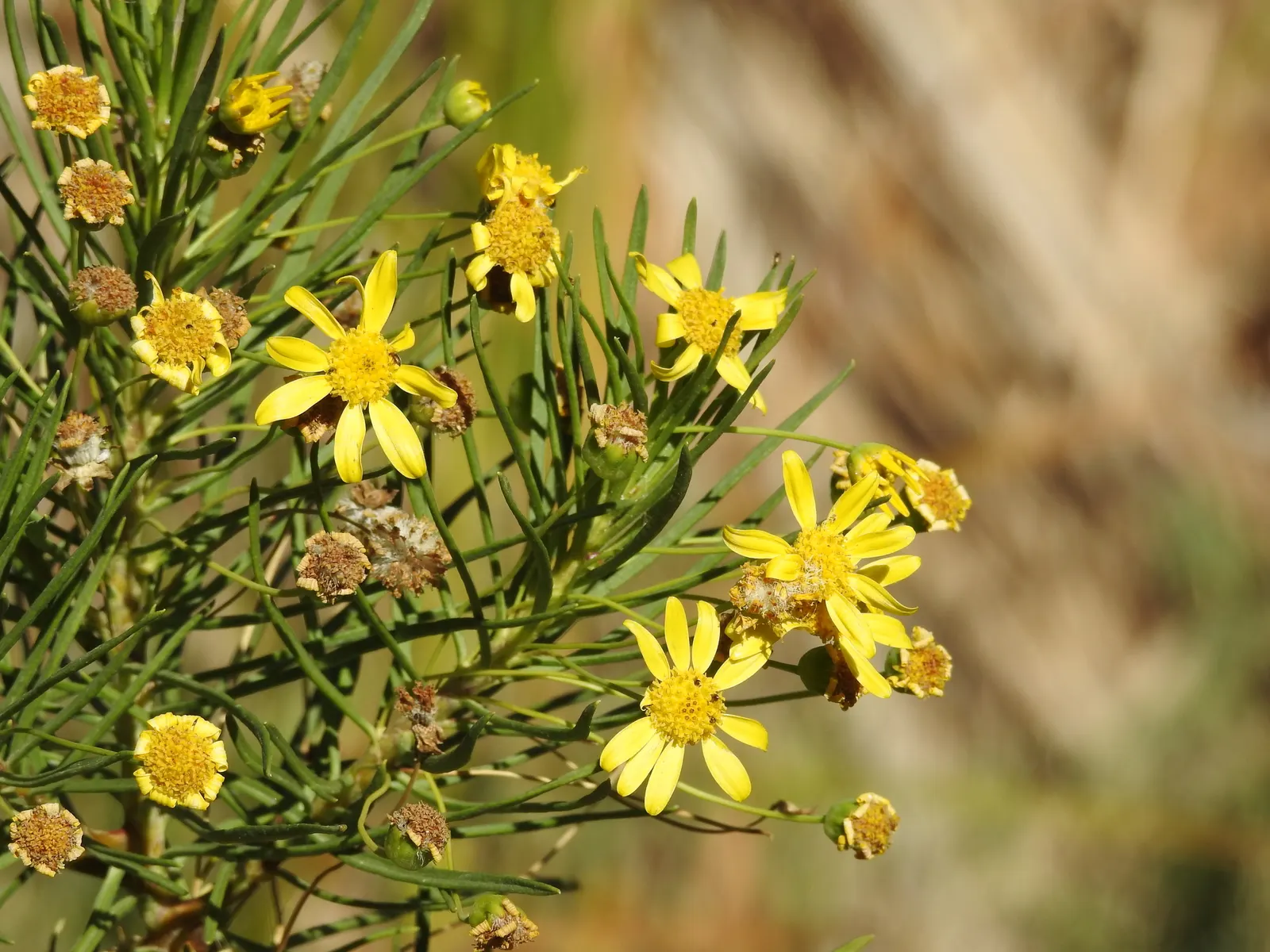 Euryops (Euryops Pectinatus) — or as a cheerful specimen plant.<br><br>The Golden Daisy Bush thrives in USDA hardiness zones 8 to 11; making it low maintenance