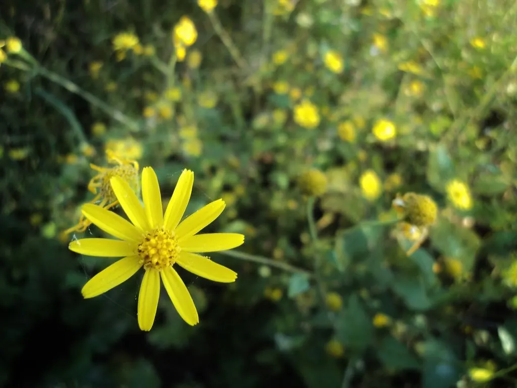 Euryops (Euryops Pectinatus) — commonly known as Golden Daisy Bush; daisy-like flowers blooming mostly in winter and spring