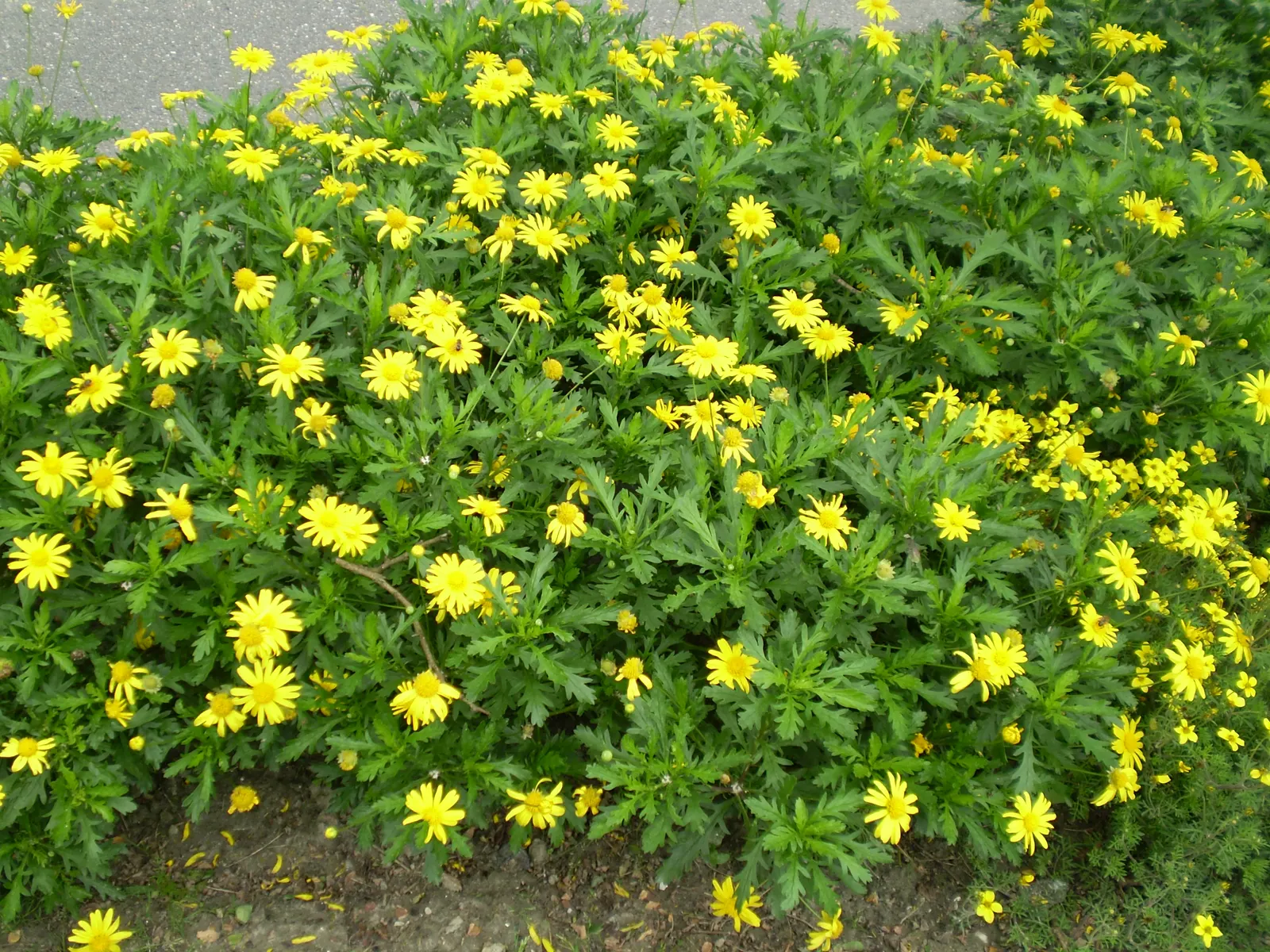 Euryops (Euryops Pectinatus) — Drought-tolerant once established; is a vibrant and hardy evergreen shrub native to South Africa