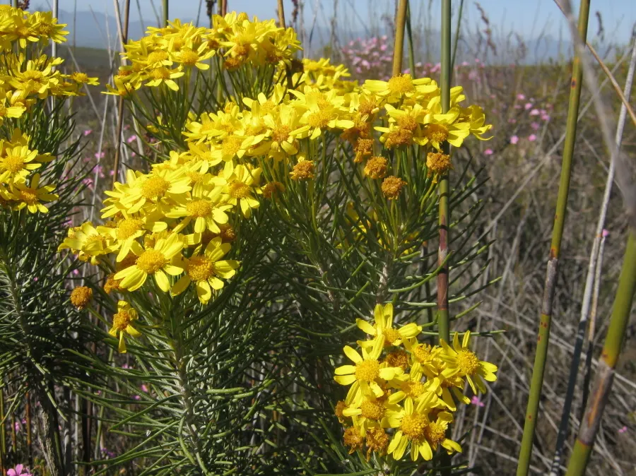 Euryops (Euryops Pectinatus) — shrub with yellow blooms
