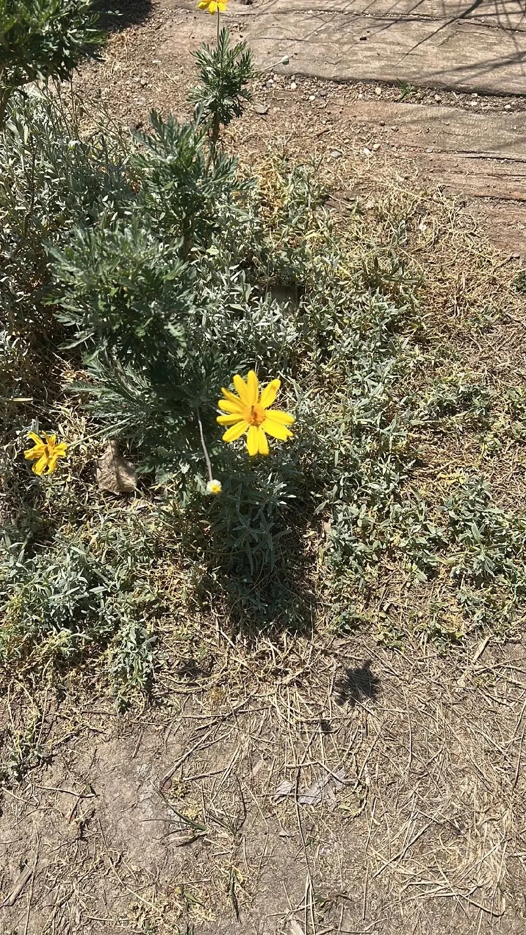 Euryops (Euryops Pectinatus) — Thriving in USDA zones 8-11, it prefers full sun and well-drained soil; dark green foliage contrasts with bright yellow