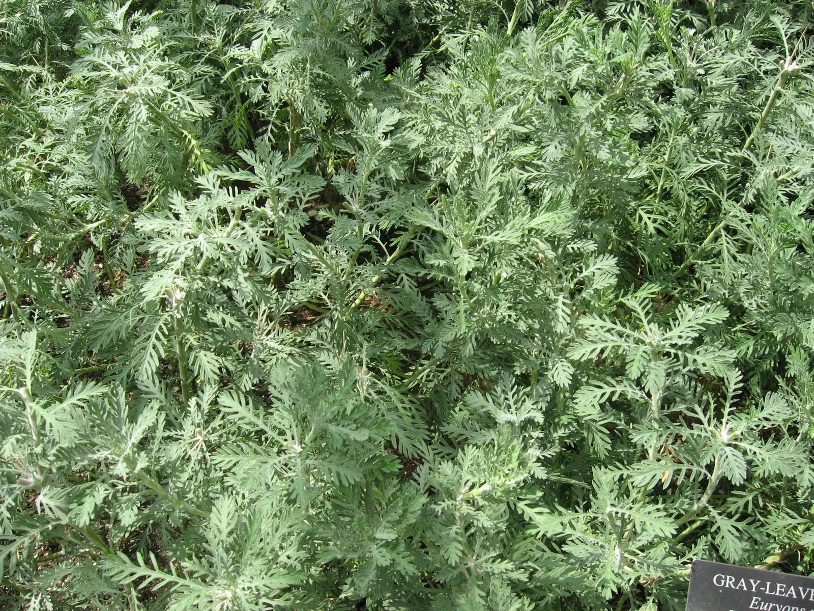 Euryops (Euryops Pectinatus) — is an evergreen shrub reaching up to 5 feet tall and wide; as an essential addition to any landscape design