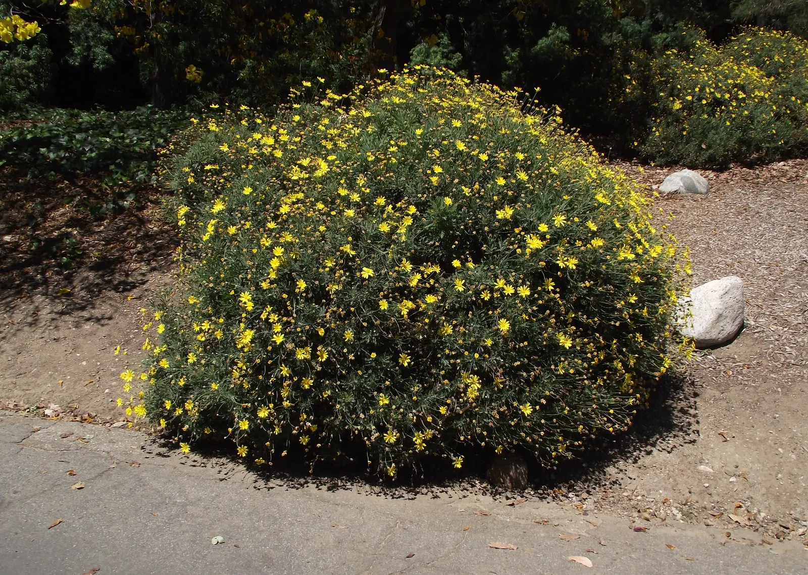 Euryops (Euryops Pectinatus) — yellow flowers in the garden