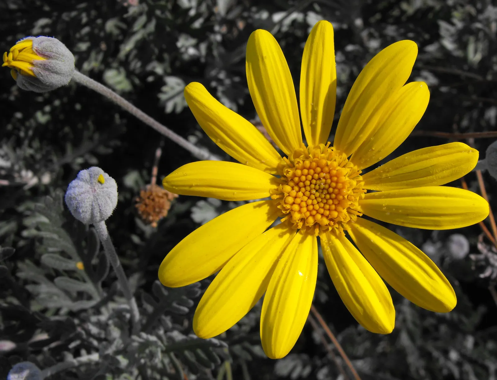 Euryops (Euryops Pectinatus) — it requires minimal water; preferring full sun exposure to promote optimal blooming throughout the year