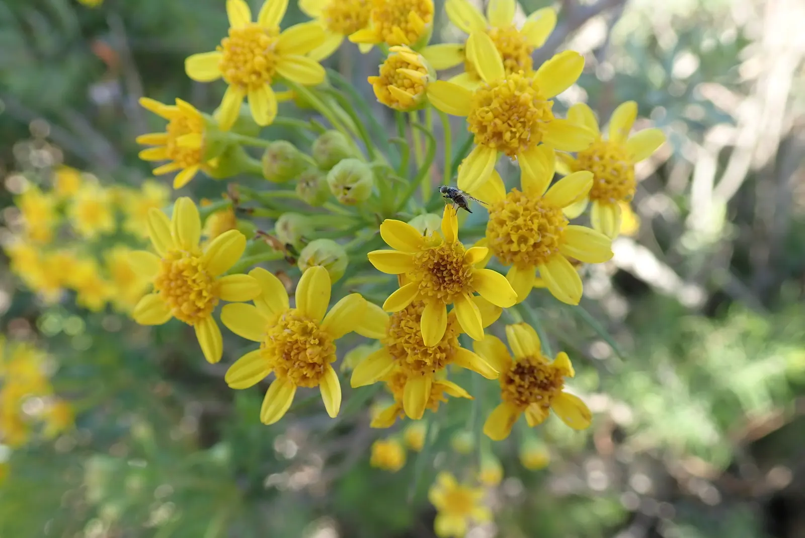 Euryops (Euryops Pectinatus) — shrub for full