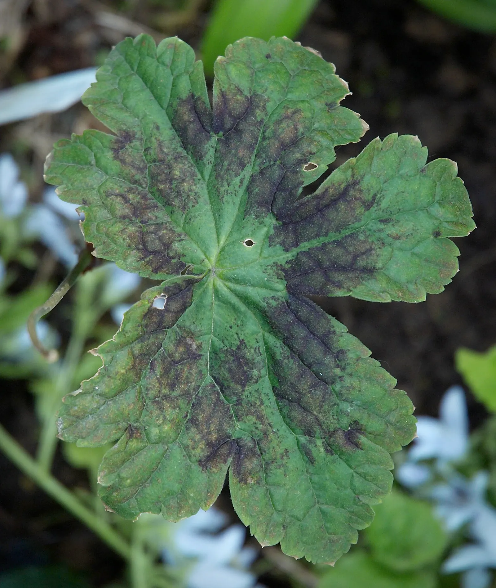 Samobor Cranesbill (Geranium Phaeum 'Samobor) — enriching garden spaces with subtle charm and extended seasonal interest