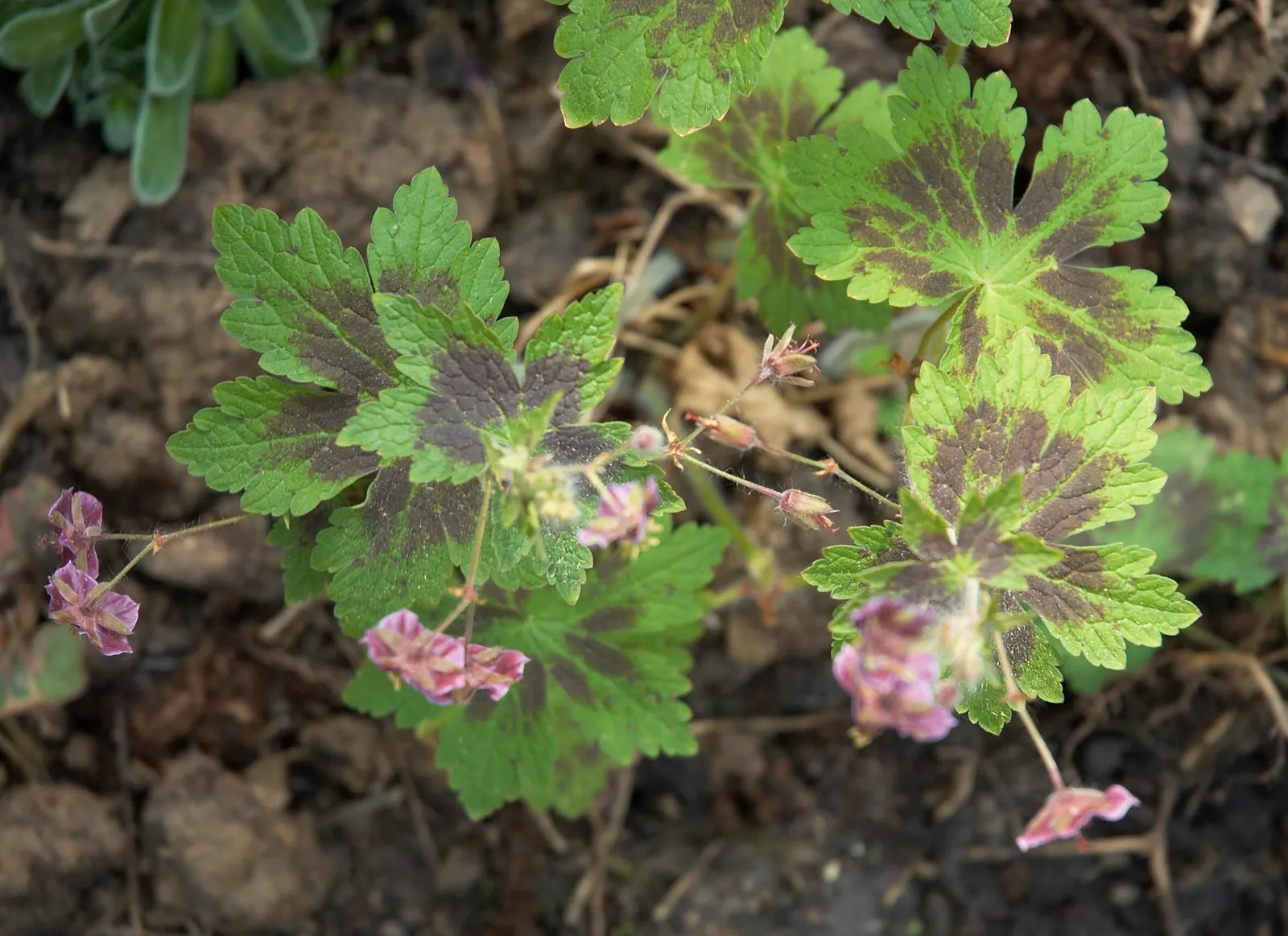 Samobor Cranesbill (Geranium Phaeum 'Samobor) — Hailing from the Geraniaceae family