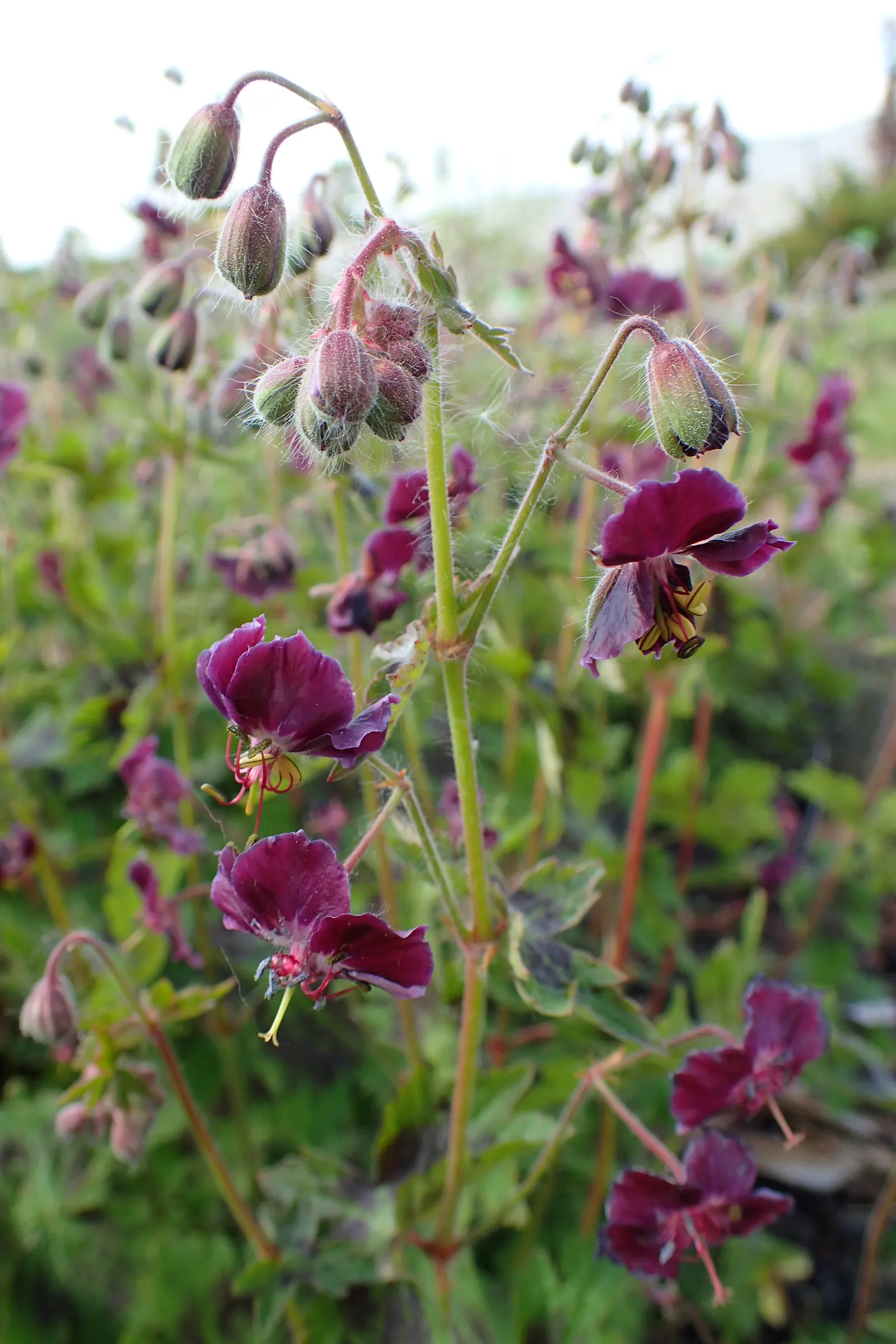 Samobor Cranesbill (Geranium Phaeum 'Samobor) — attracting pollinators while being deer resistant