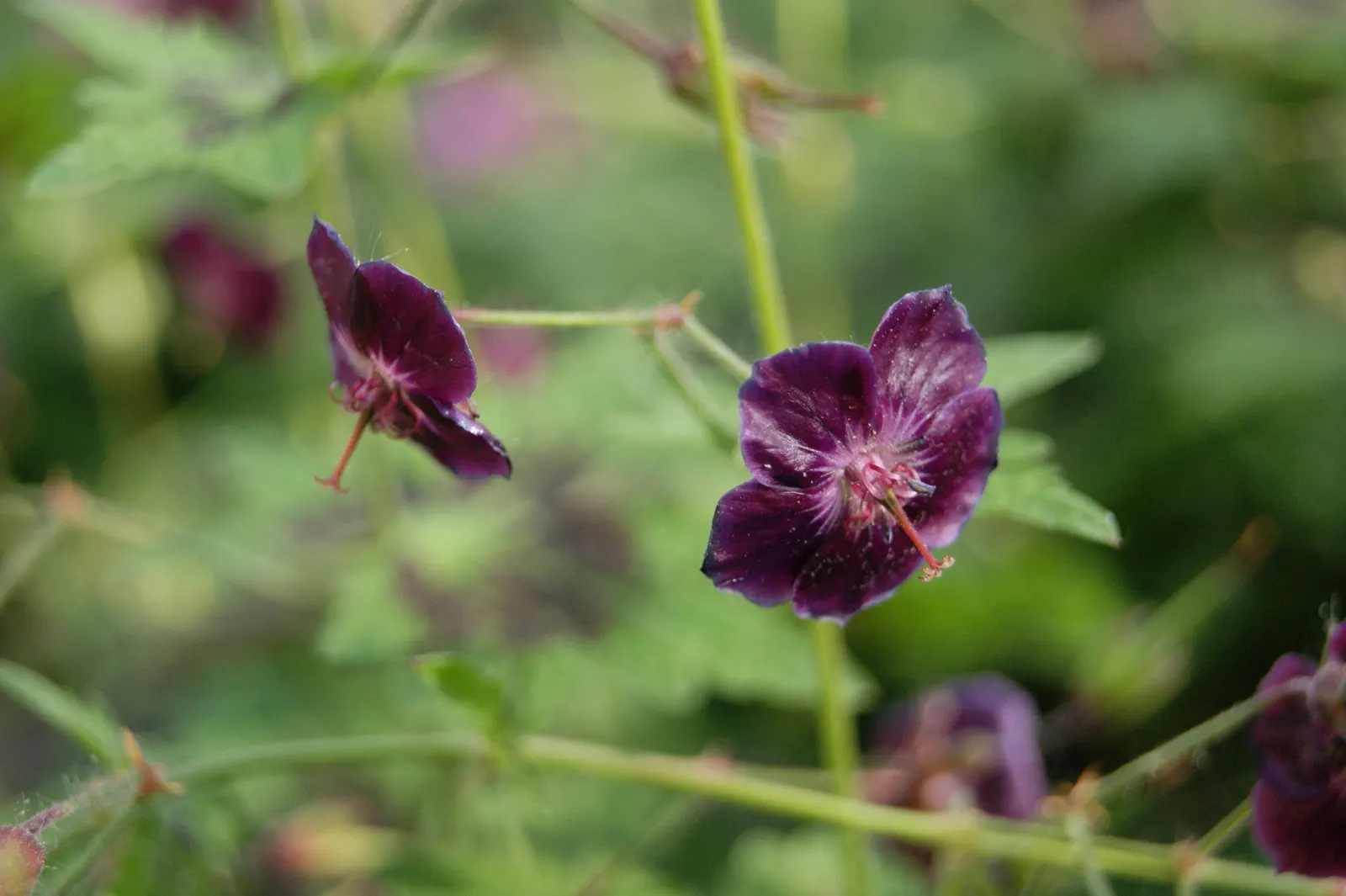 Samobor Cranesbill (Geranium Phaeum 'Samobor) — This hardy perennial reaches up to 24 inches tall and spreads 18 inches wide