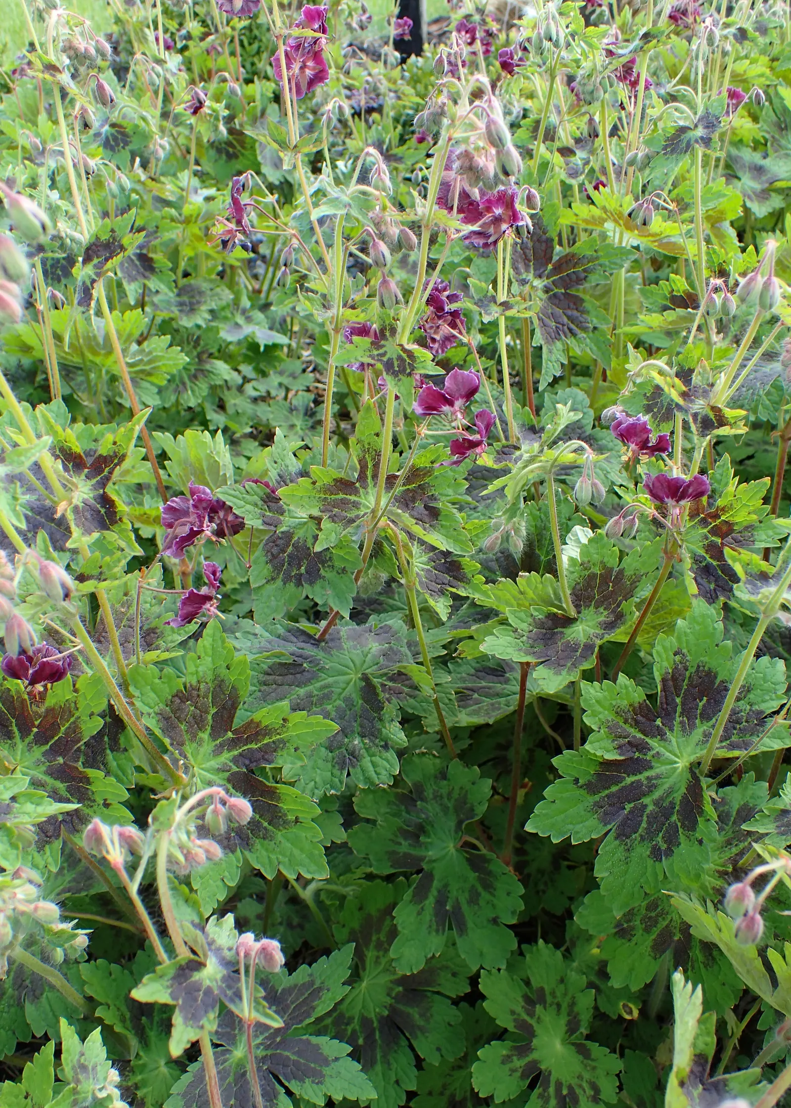 Samobor Cranesbill (Geranium Phaeum 'Samobor) — it blooms in late spring to early summer