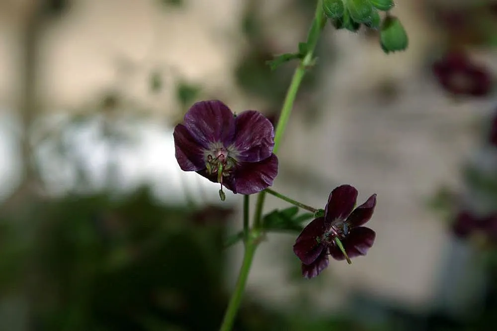 Samobor Cranesbill (Geranium Phaeum 'Samobor) — is a captivating herbaceous perennial that offers a unique blend of foliage and flowers