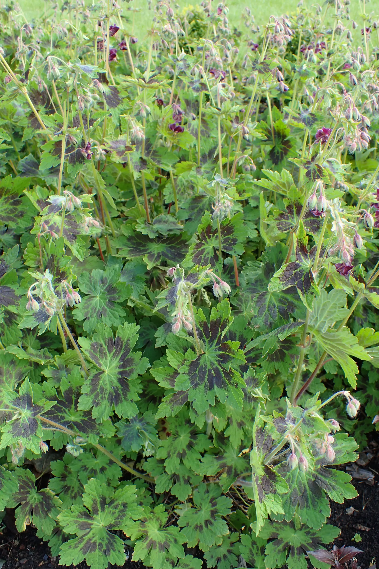 Samobor Cranesbill (Geranium Phaeum 'Samobor) — Perfect for woodland gardens, borders, or ground cover, it thrives in well-drained soil with moderate water