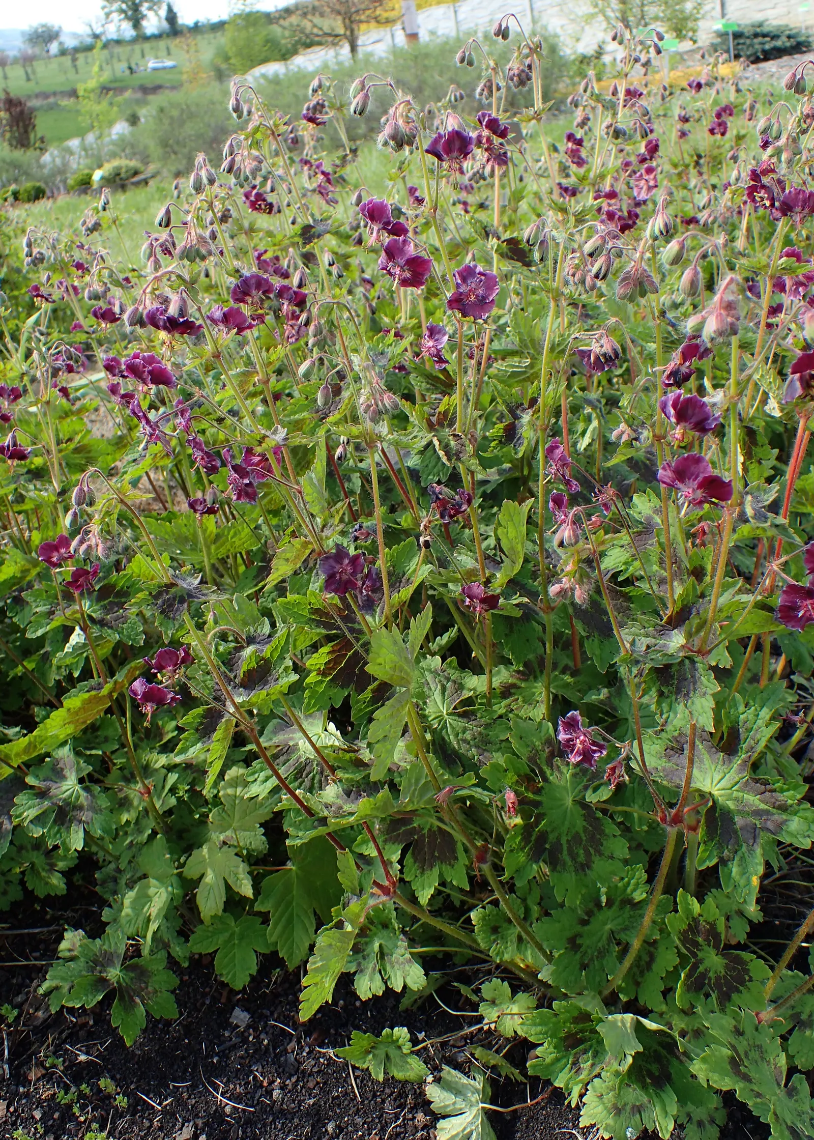 Samobor Cranesbill (Geranium Phaeum 'Samobor) — commonly referred to as the Samobor Cranesbill