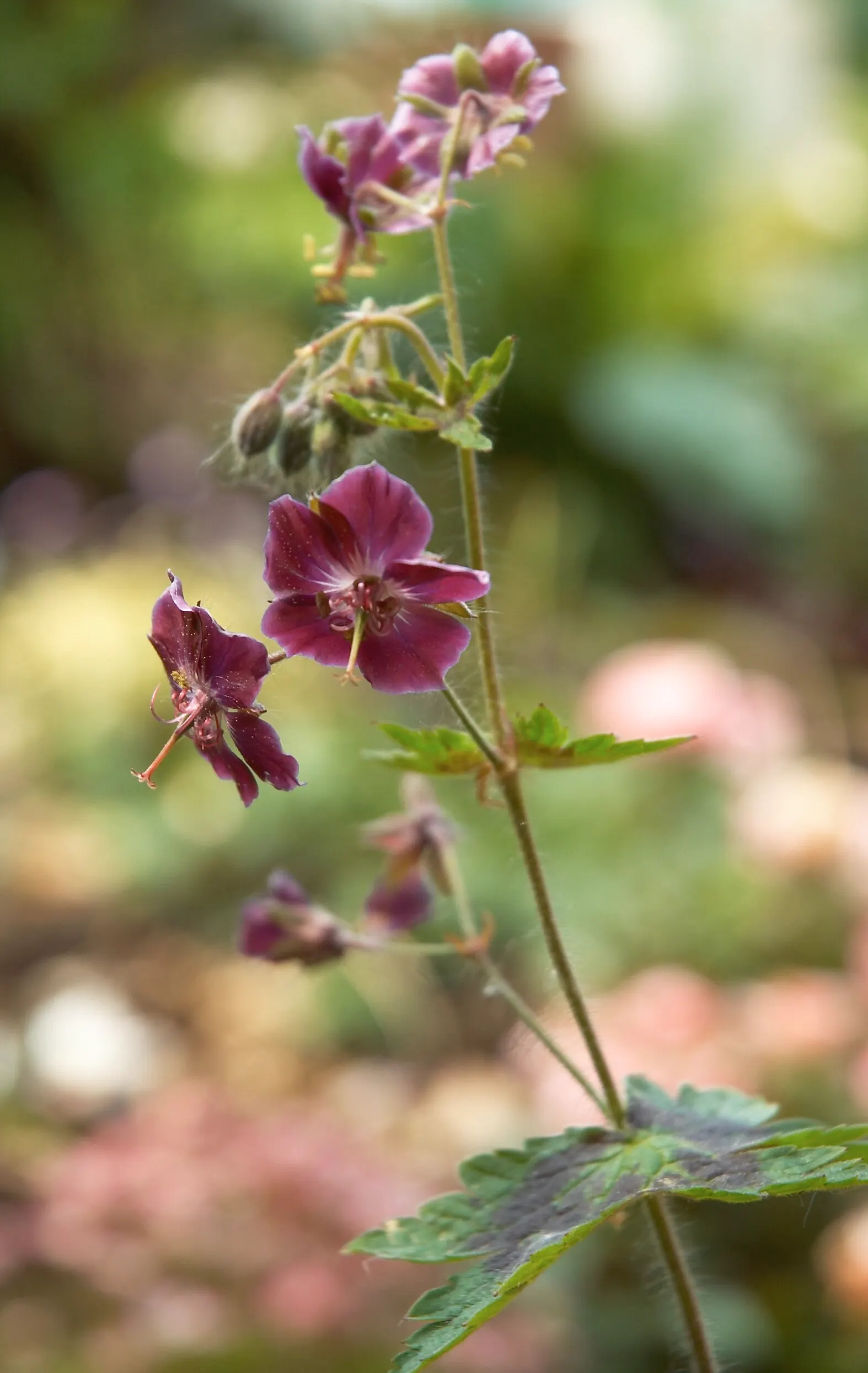 Samobor Cranesbill (Geranium Phaeum 'Samobor) — Ideal for part to full shade