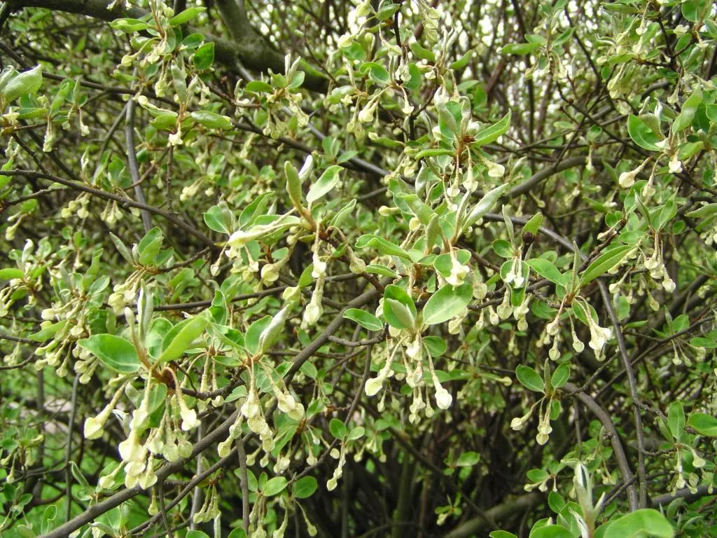 Goumi (Elaeagnus Multiflora) — deciduous shrub widely admired in landscape designs for its hardy disposition and multifunctional attributes; shrub, image 53
