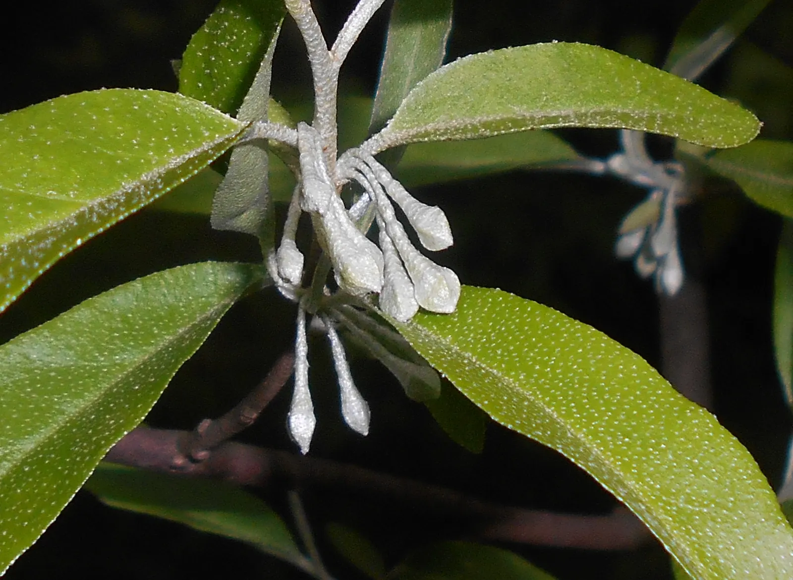 Goumi (Elaeagnus Multiflora) — Hardy in zones 4-9, it adds a multi-seasonal interest to any landscape; their nitrogen-fixing capabilities enrich the soil